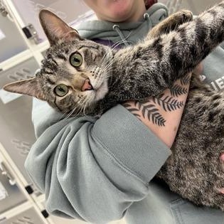 Enlarge Taj, a Adoptable Domestic Short Hair in Springfield, MO image 2/6