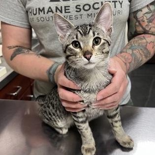 Enlarge Taj, a Adoptable Domestic Short Hair in Springfield, MO image 5/6