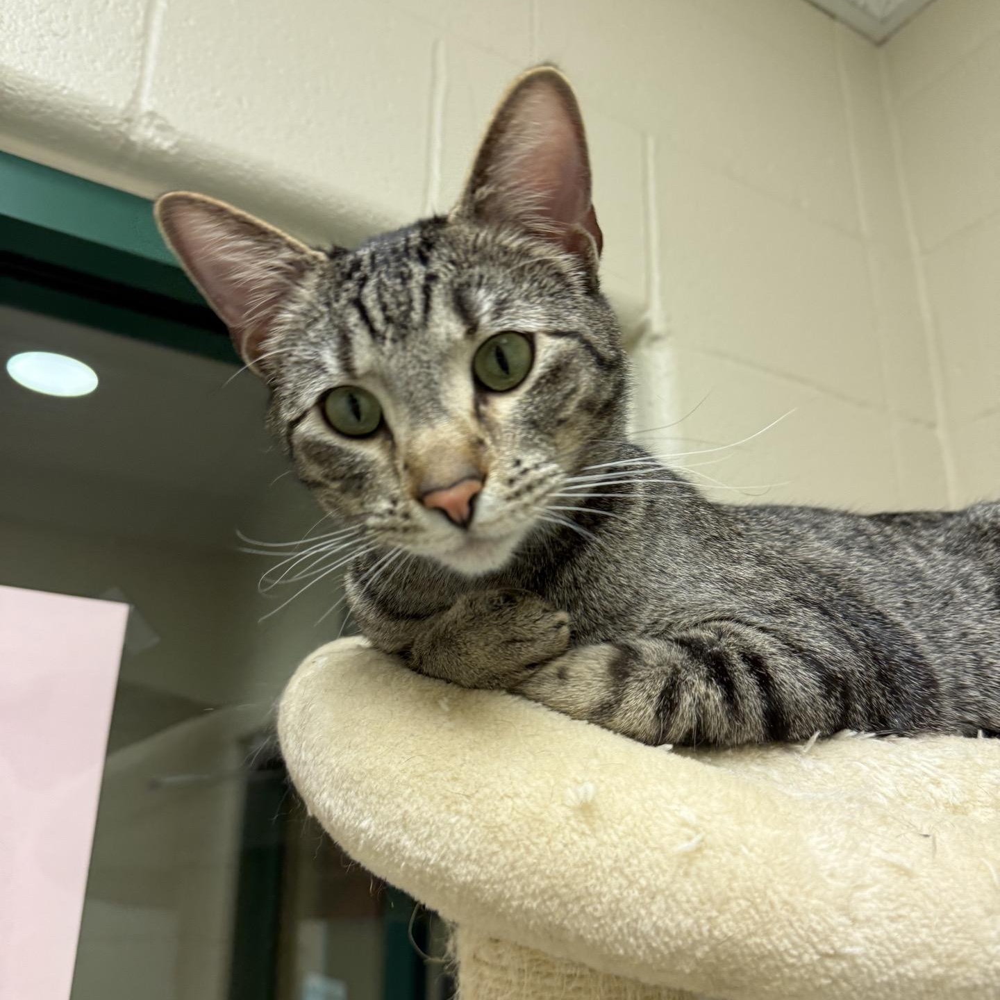 Enlarge Taj, a Adoptable Domestic Short Hair in Springfield, MO image 4/6