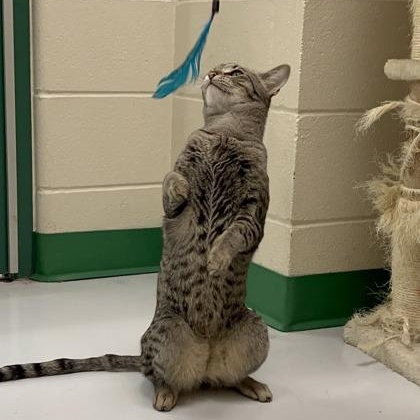 Enlarge Taj, a Adoptable Domestic Short Hair in Springfield, MO image 3/6