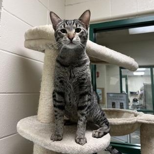 Enlarge Taj, a Adoptable Domestic Short Hair in Springfield, MO image 6/6