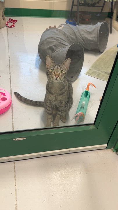 Enlarge Taj, a Adoptable Domestic Short Hair in Springfield, MO video 6/6