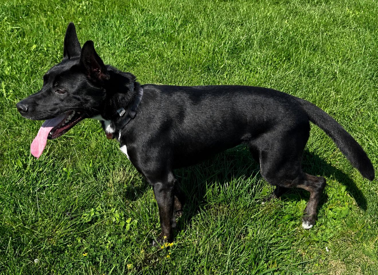 Enlarge Jasmine, a Adopted mixed breed in Sault Sainte Marie, MI image 2/2