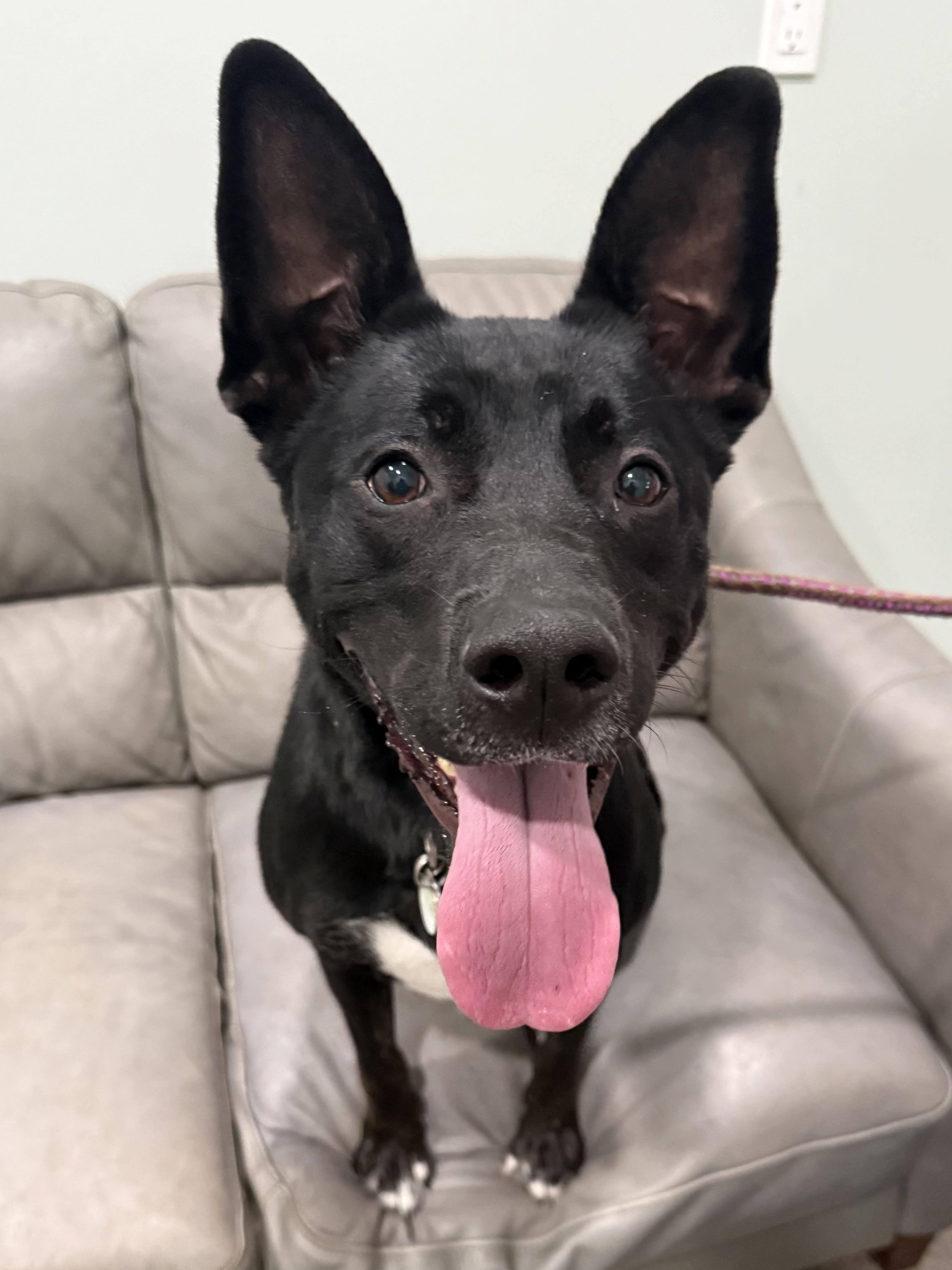 Jasmine, Adopted, Adult Female German Shepherd Dog.