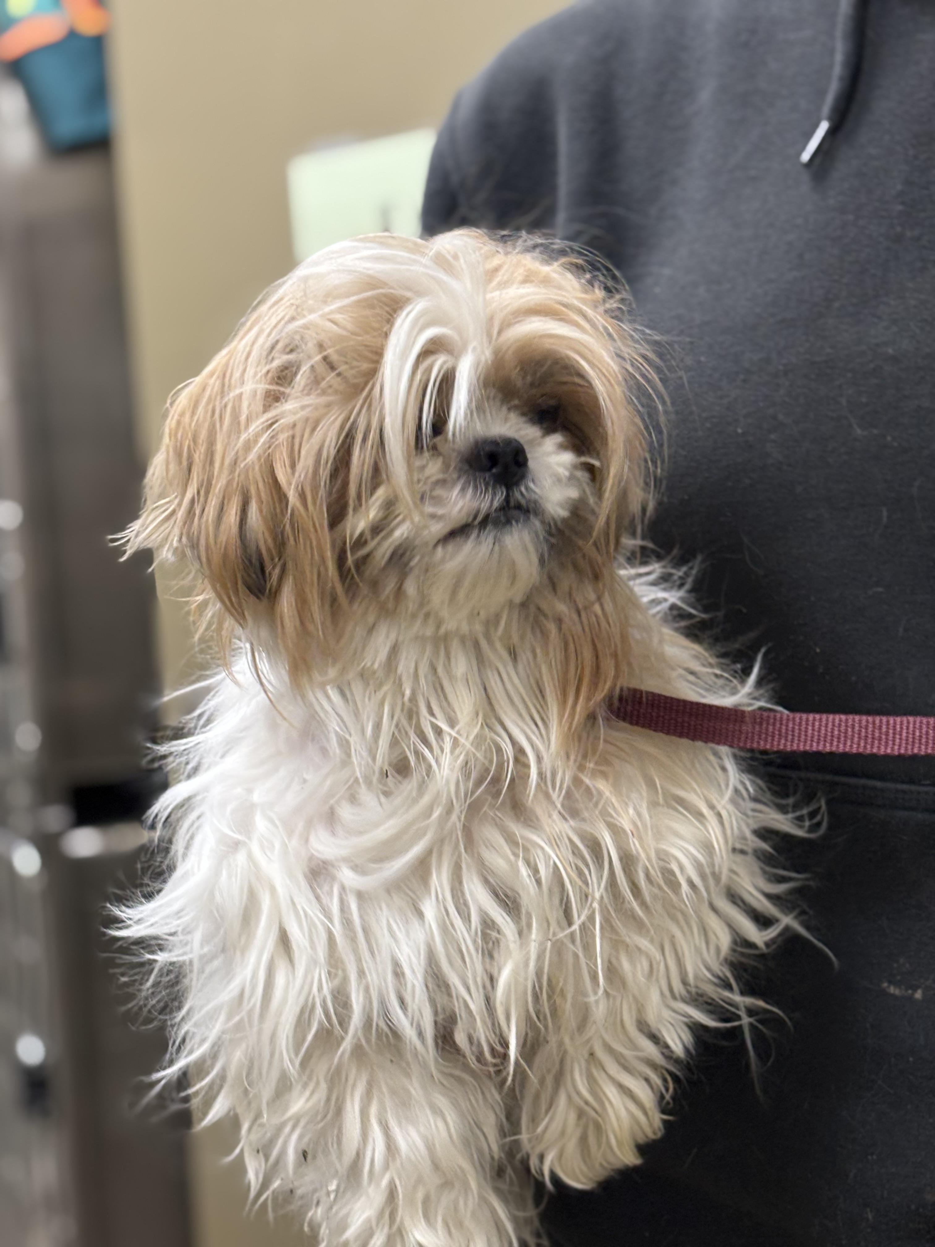 Enlarge Linda, an adopted Shih Tzu in Collierville, TN image 2/3