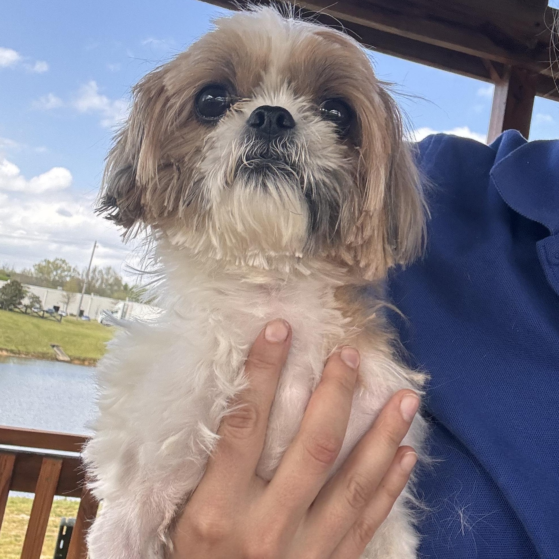 Enlarge Linda, an adopted Shih Tzu in Collierville, TN image 1/3