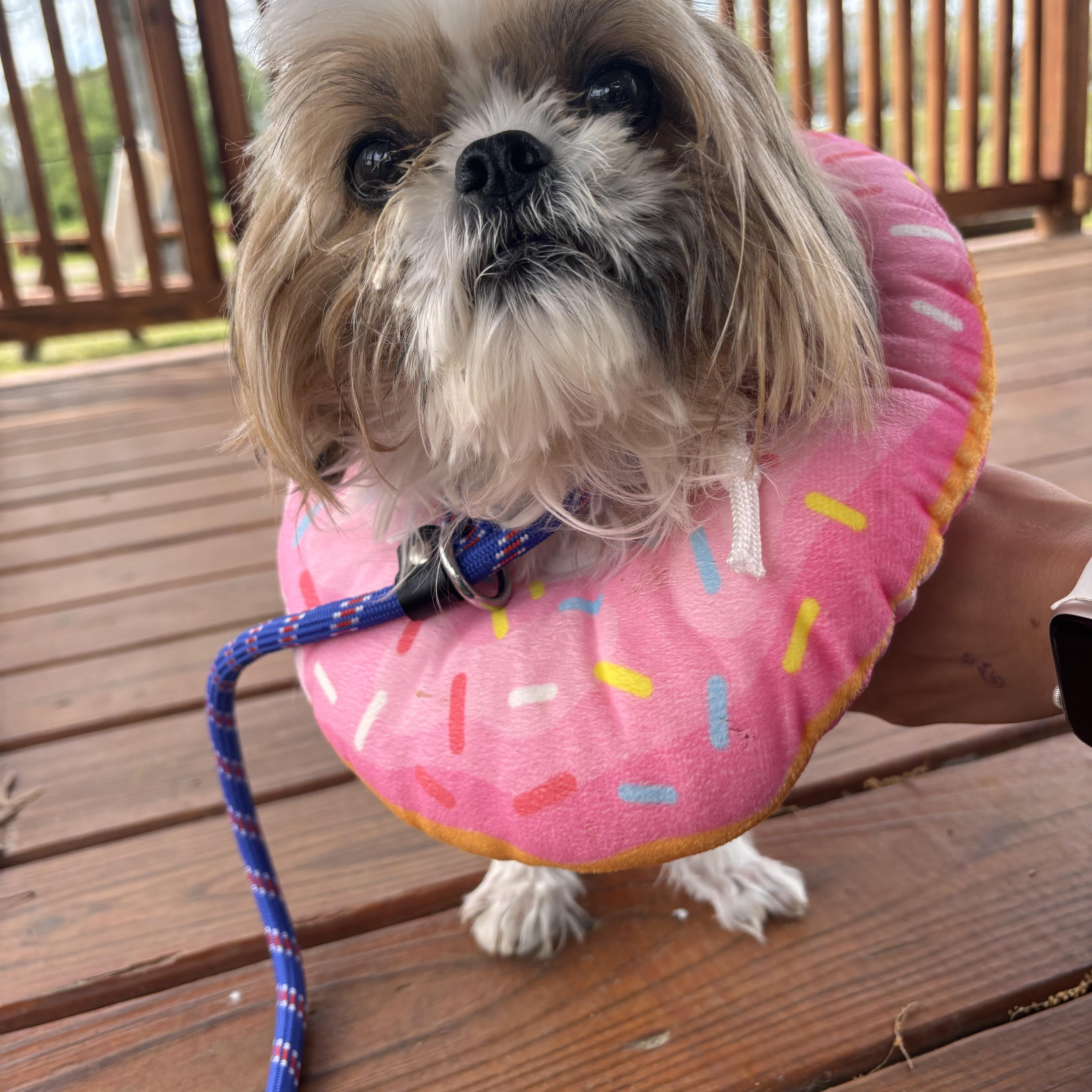 Enlarge Linda, an adopted Shih Tzu in Collierville, TN image 3/3