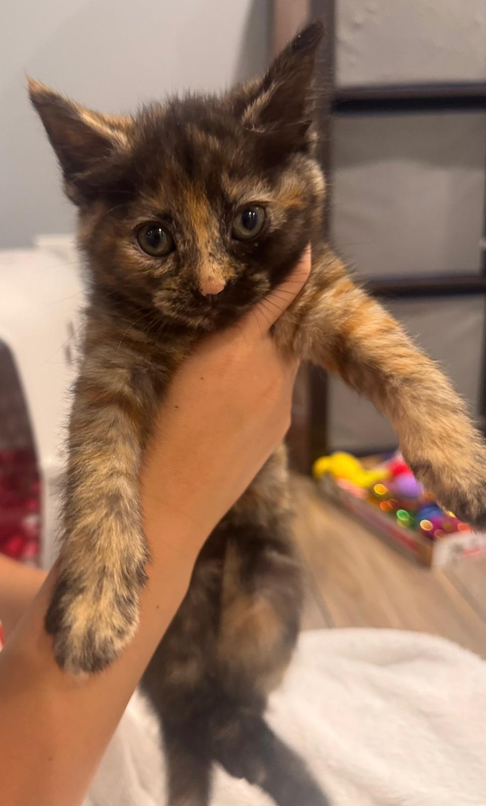 Ella (bonded with Lauren), an adopted Tortoiseshell in Atlanta, GA image 5/5