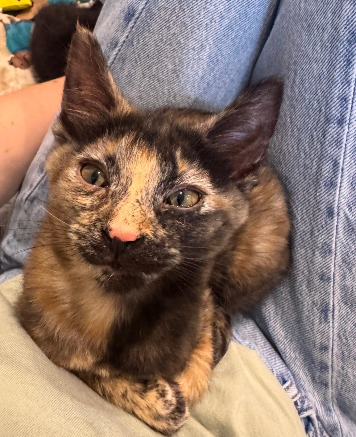 Ella (bonded with Lauren), an adopted Tortoiseshell in Atlanta, GA image 3/5
