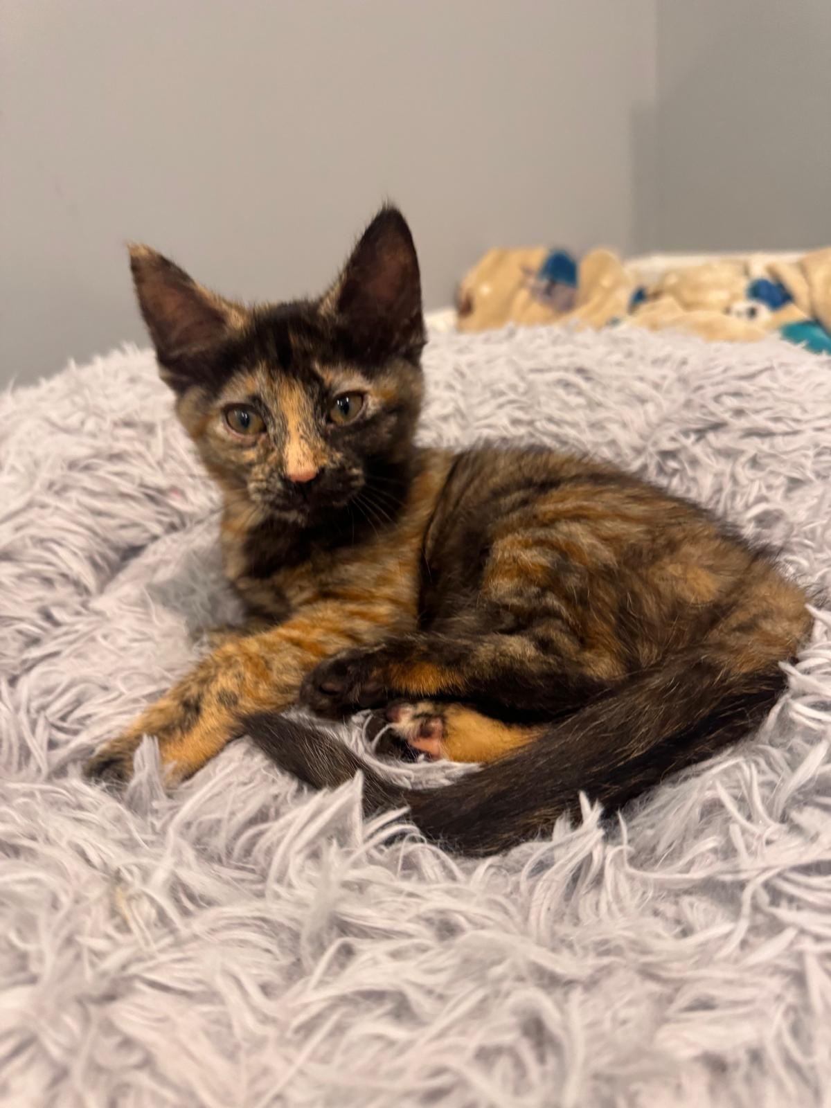 Ella (bonded with Lauren), an adopted Tortoiseshell in Atlanta, GA image 4/5