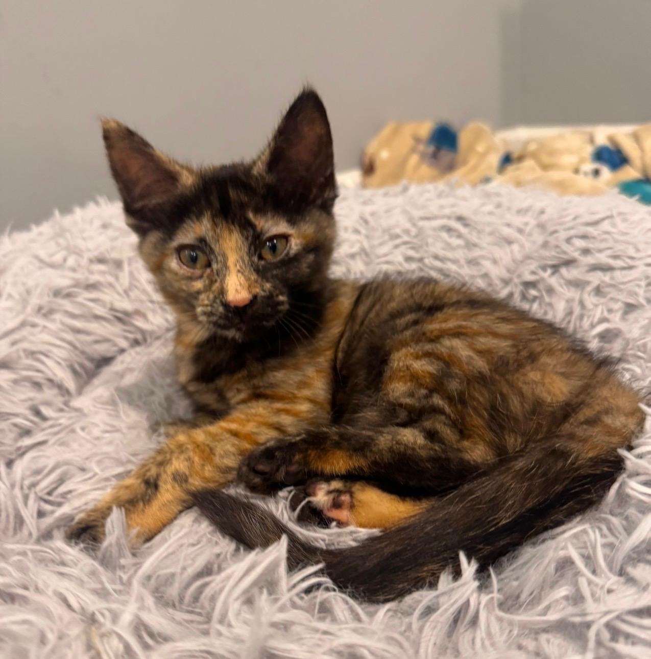 Ella (bonded with Lauren), adopted, Kitten Female Tortoiseshell.