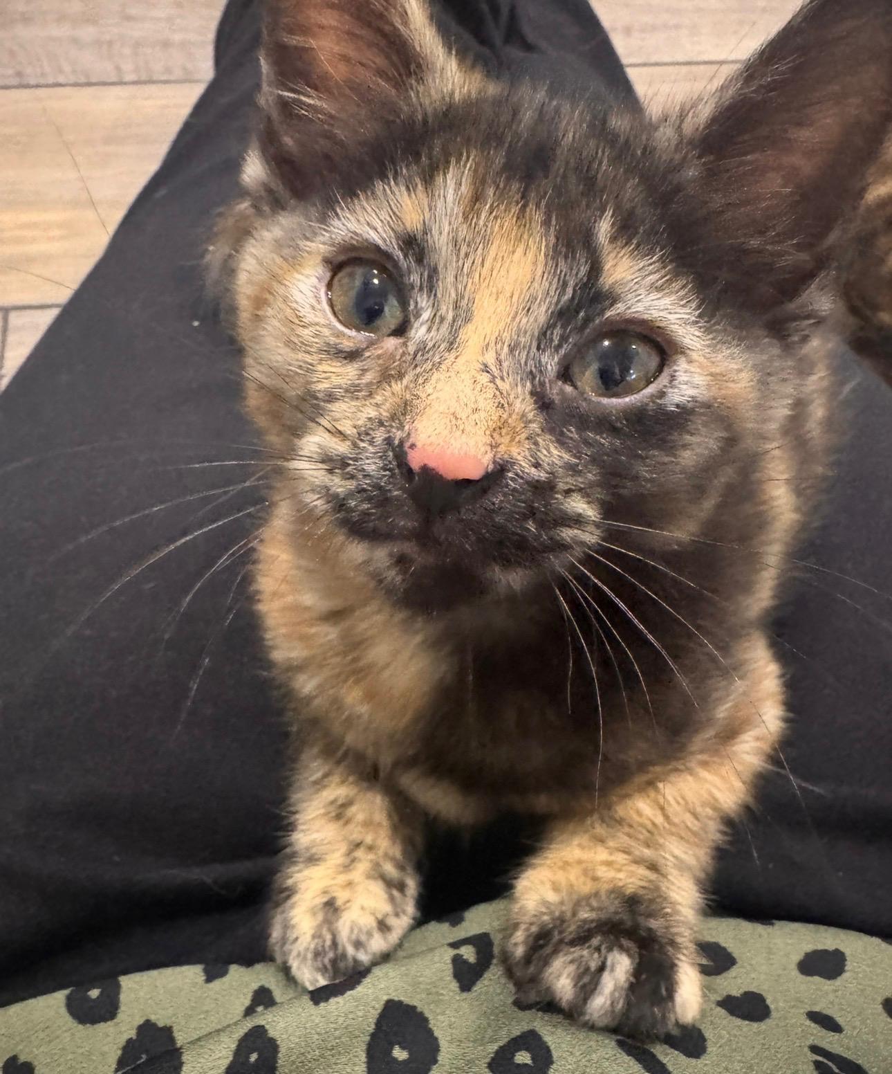 Ella (bonded with Lauren), an adopted Tortoiseshell in Atlanta, GA image 2/5