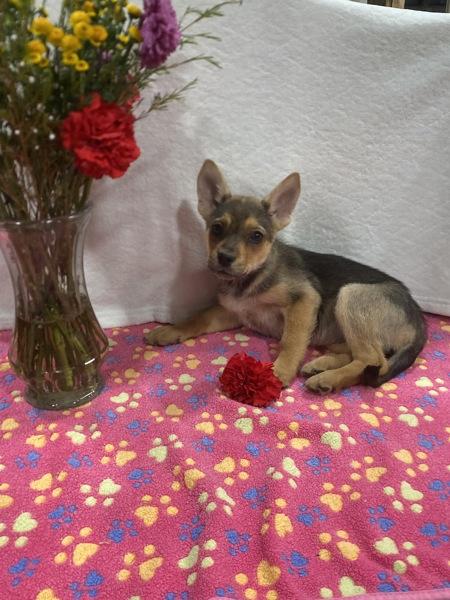 Enlarge Pinkie Pie, a Adoptable mixed breed in El Cajon, CA image 1/3