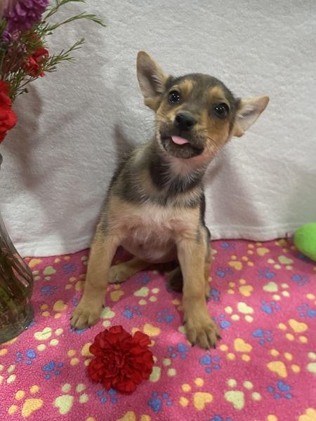 Enlarge Pinkie Pie, a Adoptable mixed breed in El Cajon, CA image 2/3