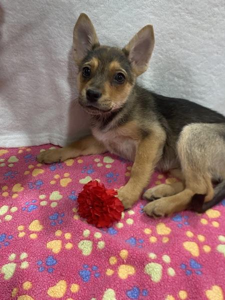 Enlarge Pinkie Pie, a Adoptable mixed breed in El Cajon, CA image 3/3