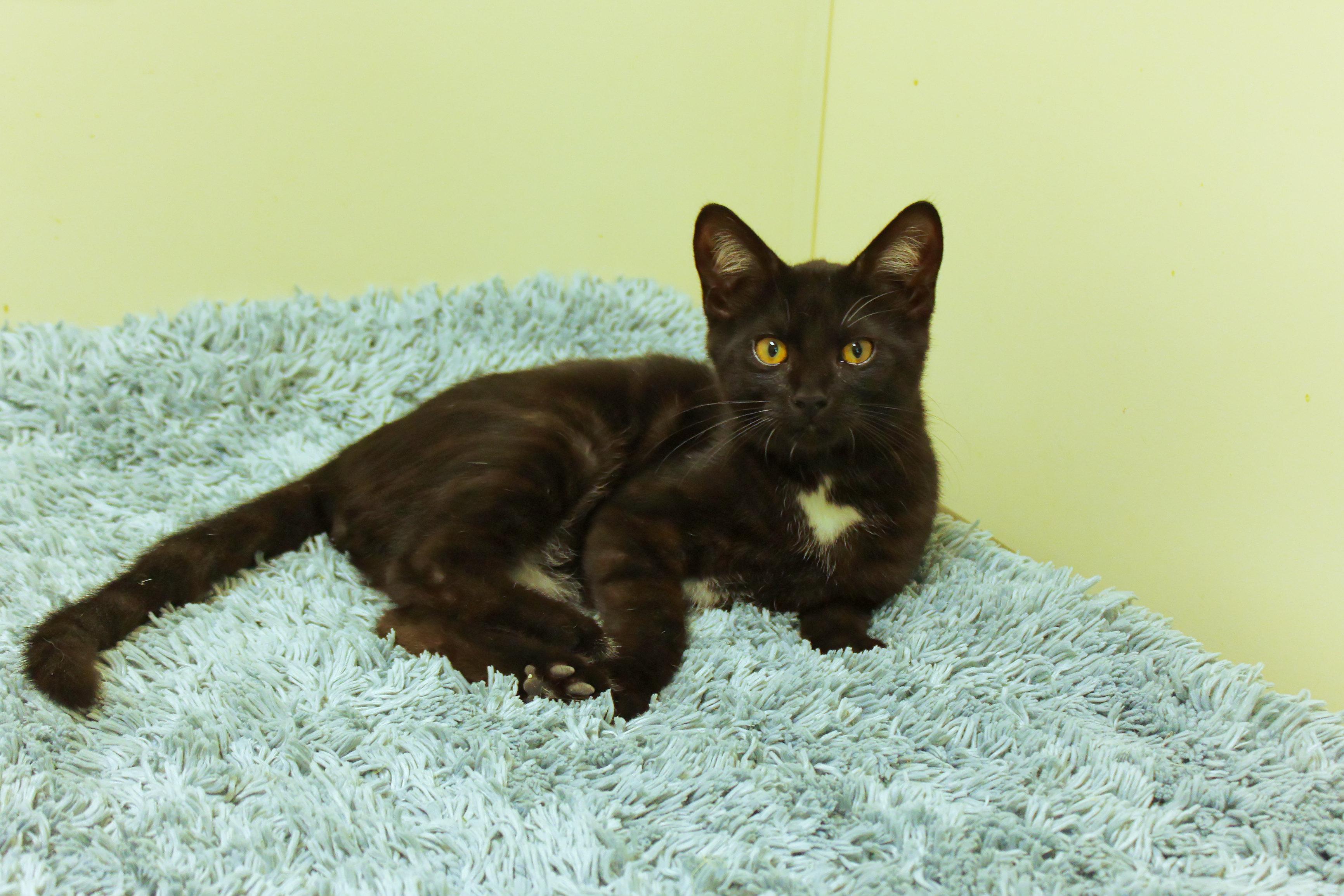 Hex, a ADOPTABLE mixed breed in Urbana, OH image 1/6