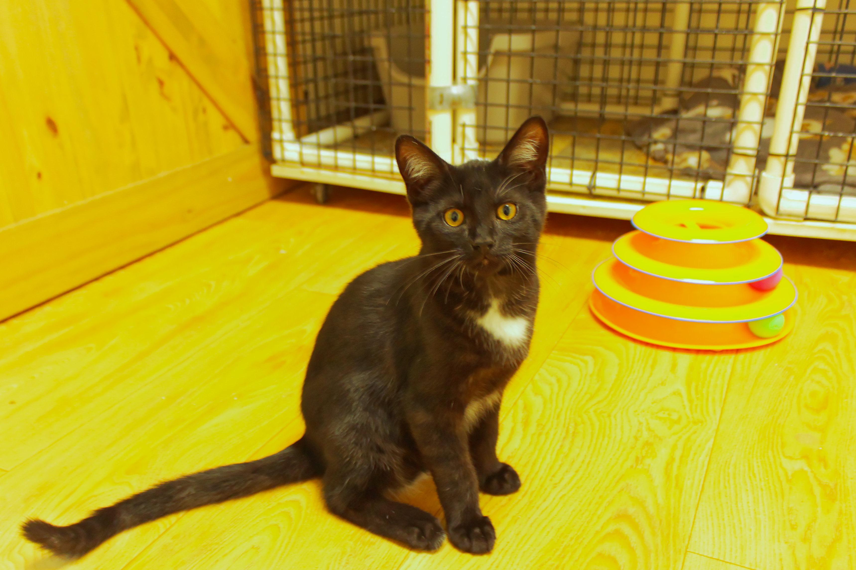 Hex, a ADOPTABLE mixed breed in Urbana, OH image 3/6