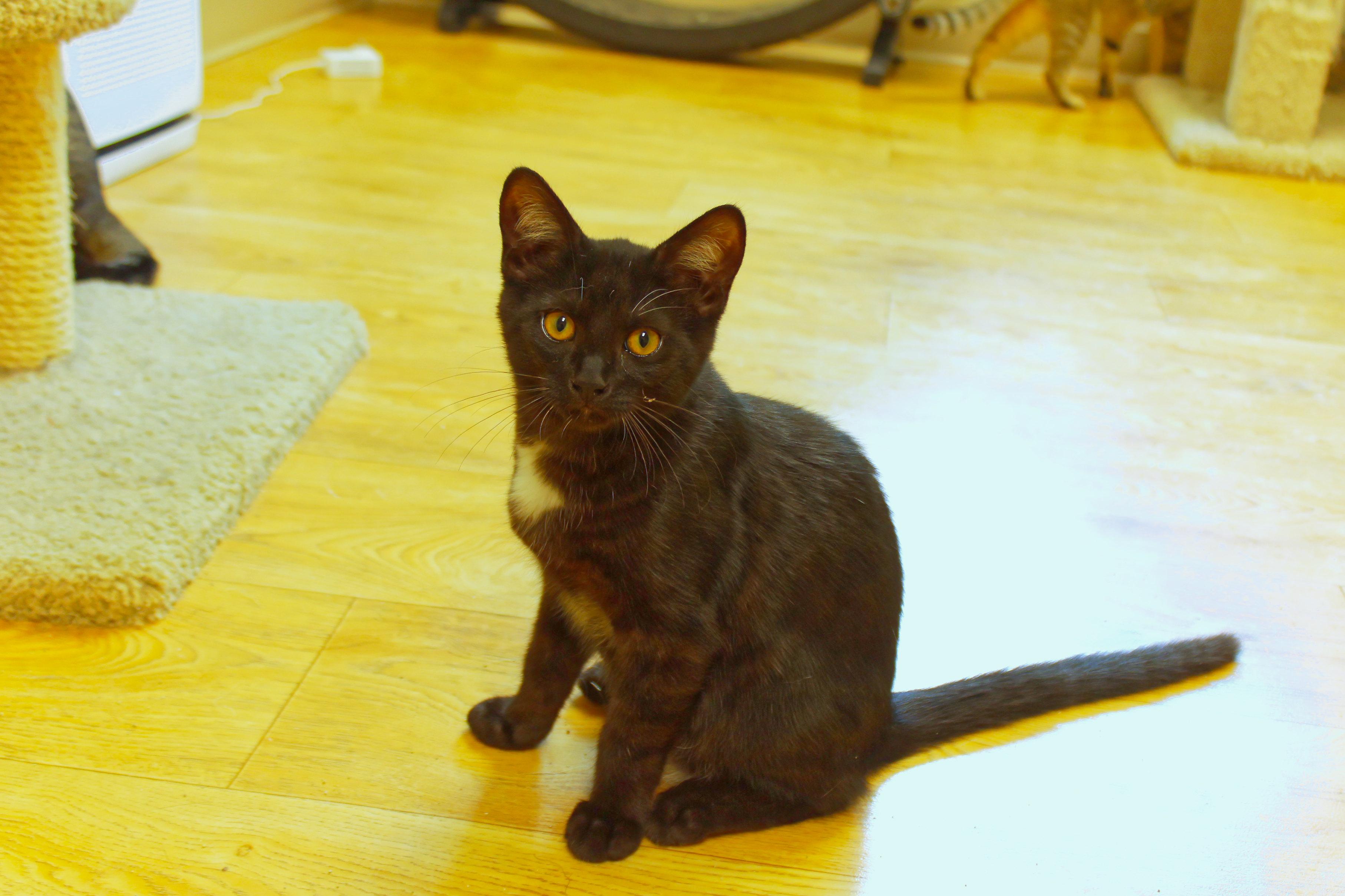 Hex, a ADOPTABLE mixed breed in Urbana, OH image 4/6