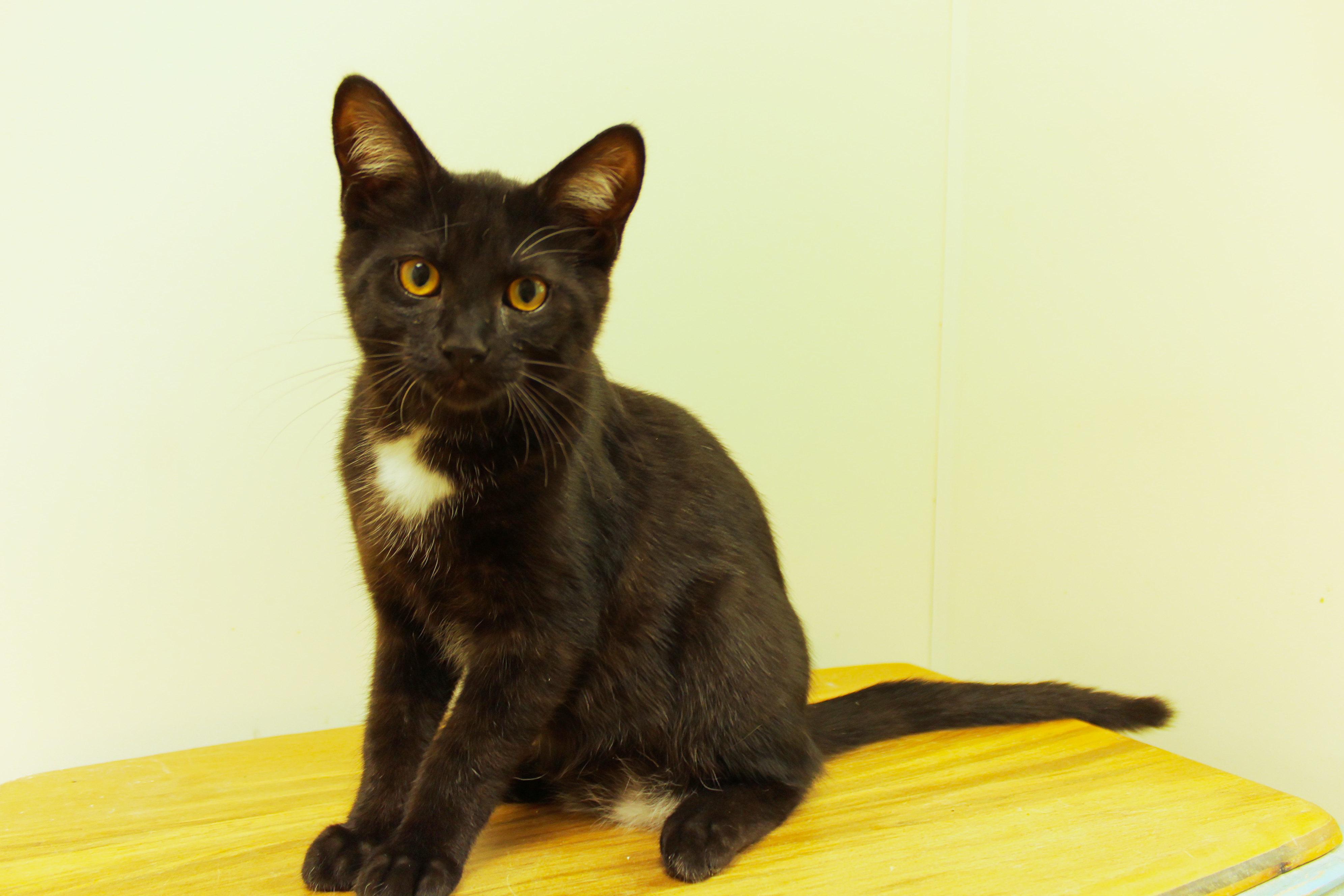 Hex, a ADOPTABLE mixed breed in Urbana, OH image 2/6