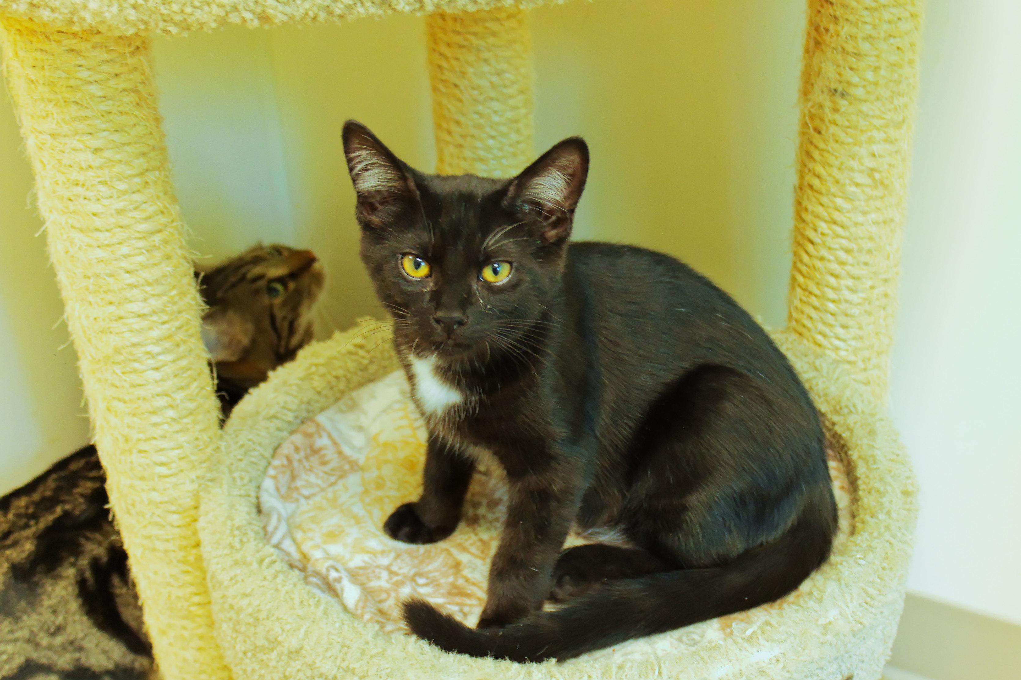 Hex, a ADOPTABLE mixed breed in Urbana, OH image 5/6