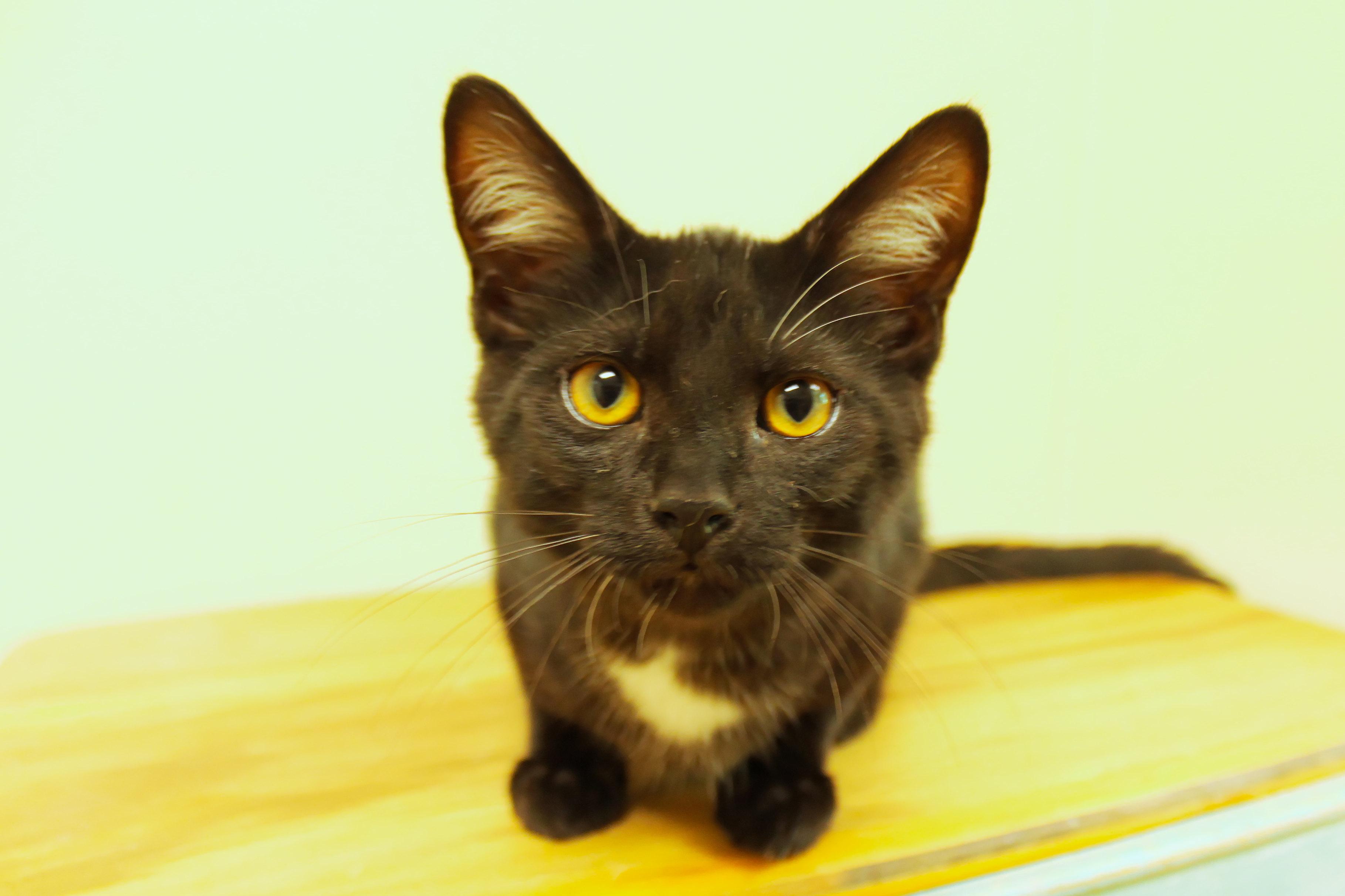 Hex, a ADOPTABLE mixed breed in Urbana, OH image 6/6