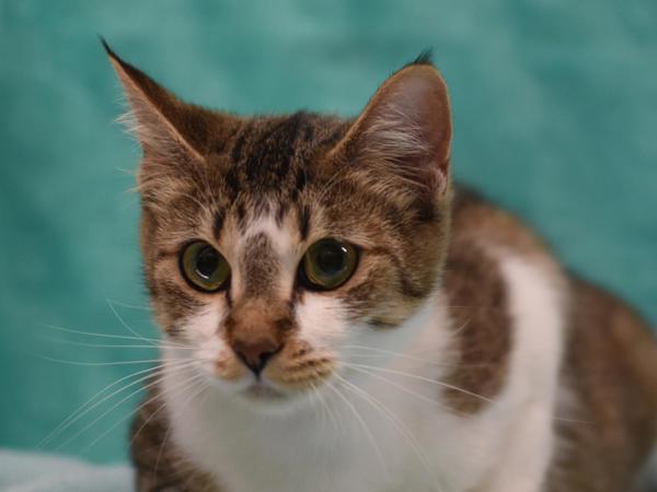 Enlarge Autumn, a Adoptable mixed breed in Portland, OR image 1/1