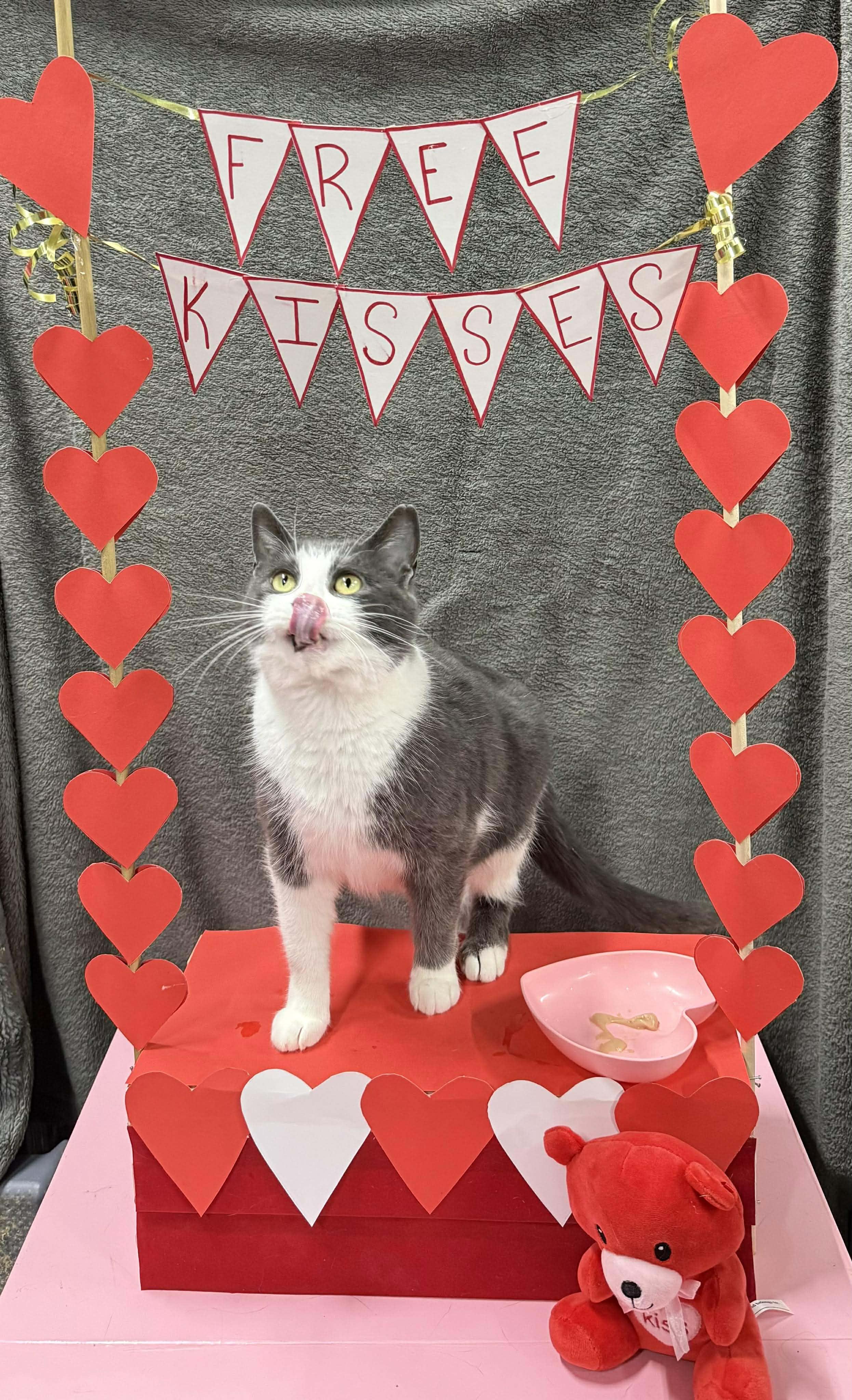 Enlarge ELISABETHA, a Adoptable Domestic Short Hair in Tillsonburg, ON image 6/6