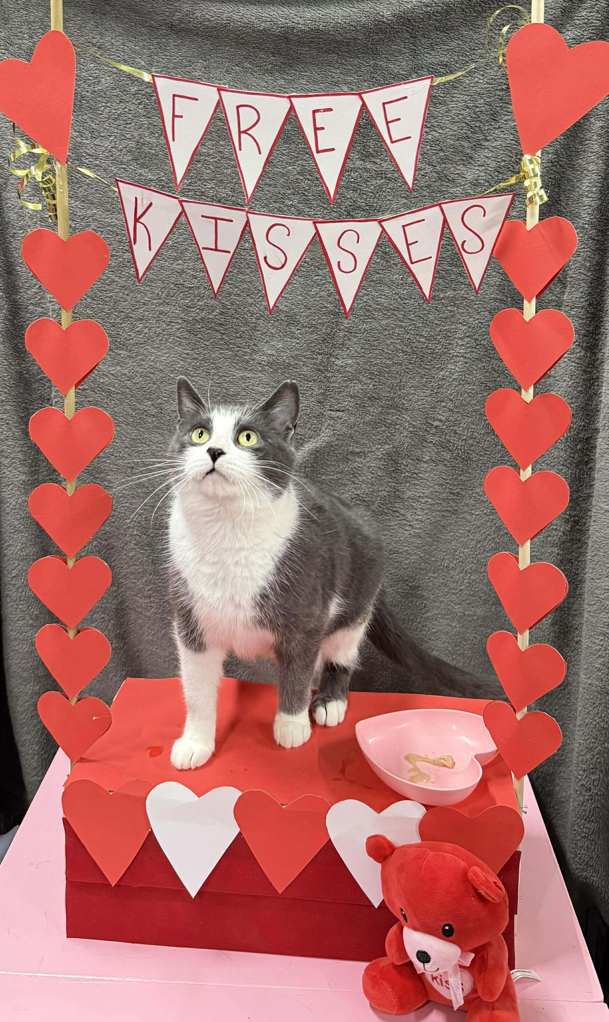Enlarge ELISABETHA, a Adoptable Domestic Short Hair in Tillsonburg, ON image 1/6