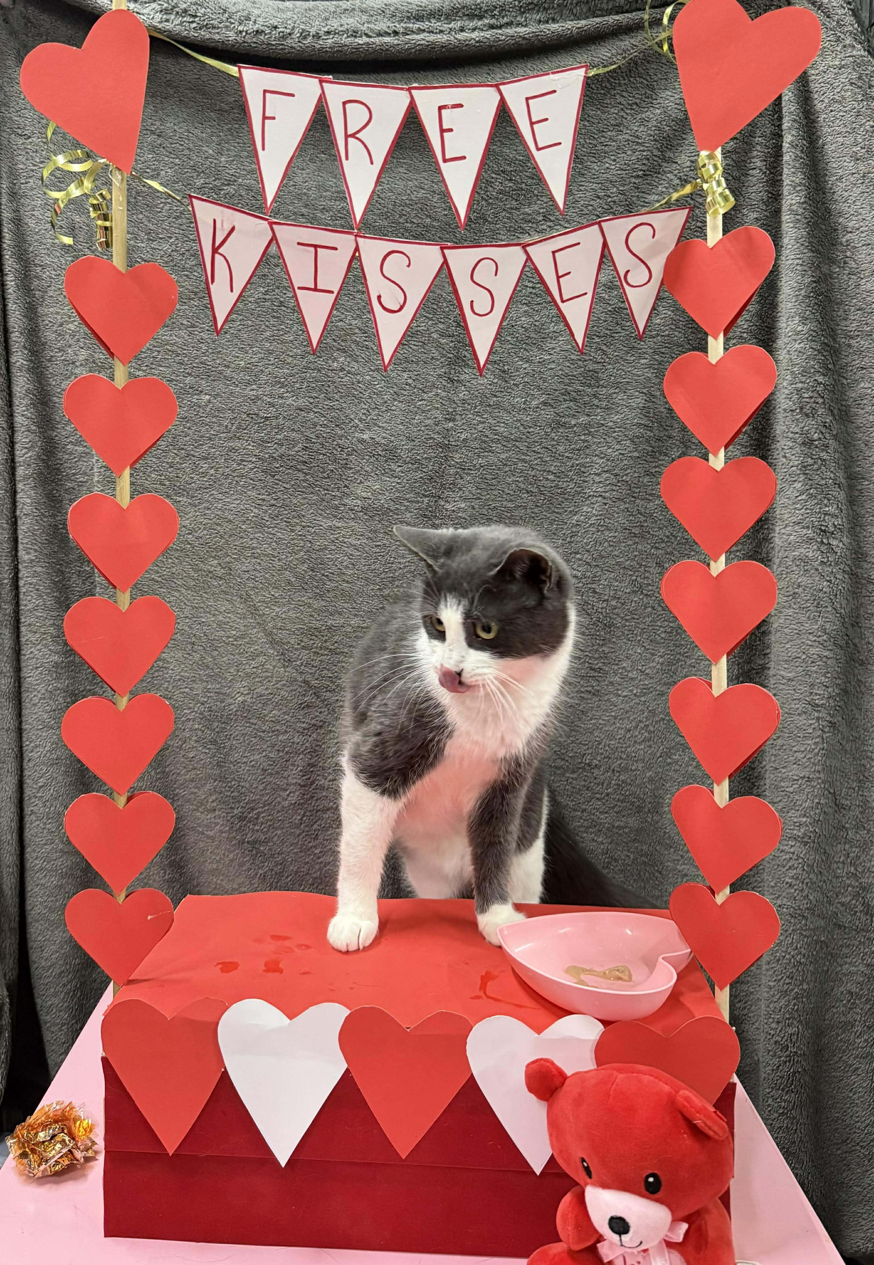 Enlarge ELISABETHA, a Adoptable Domestic Short Hair in Tillsonburg, ON image 2/6