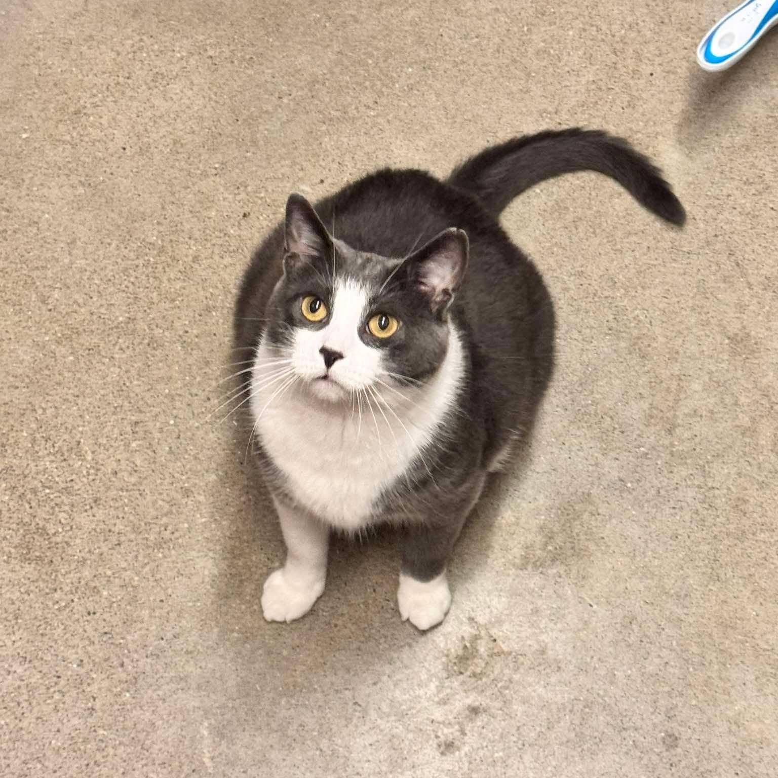ELISABETHA, a Adoptable Domestic Short Hair in Tillsonburg, ON image 1/6