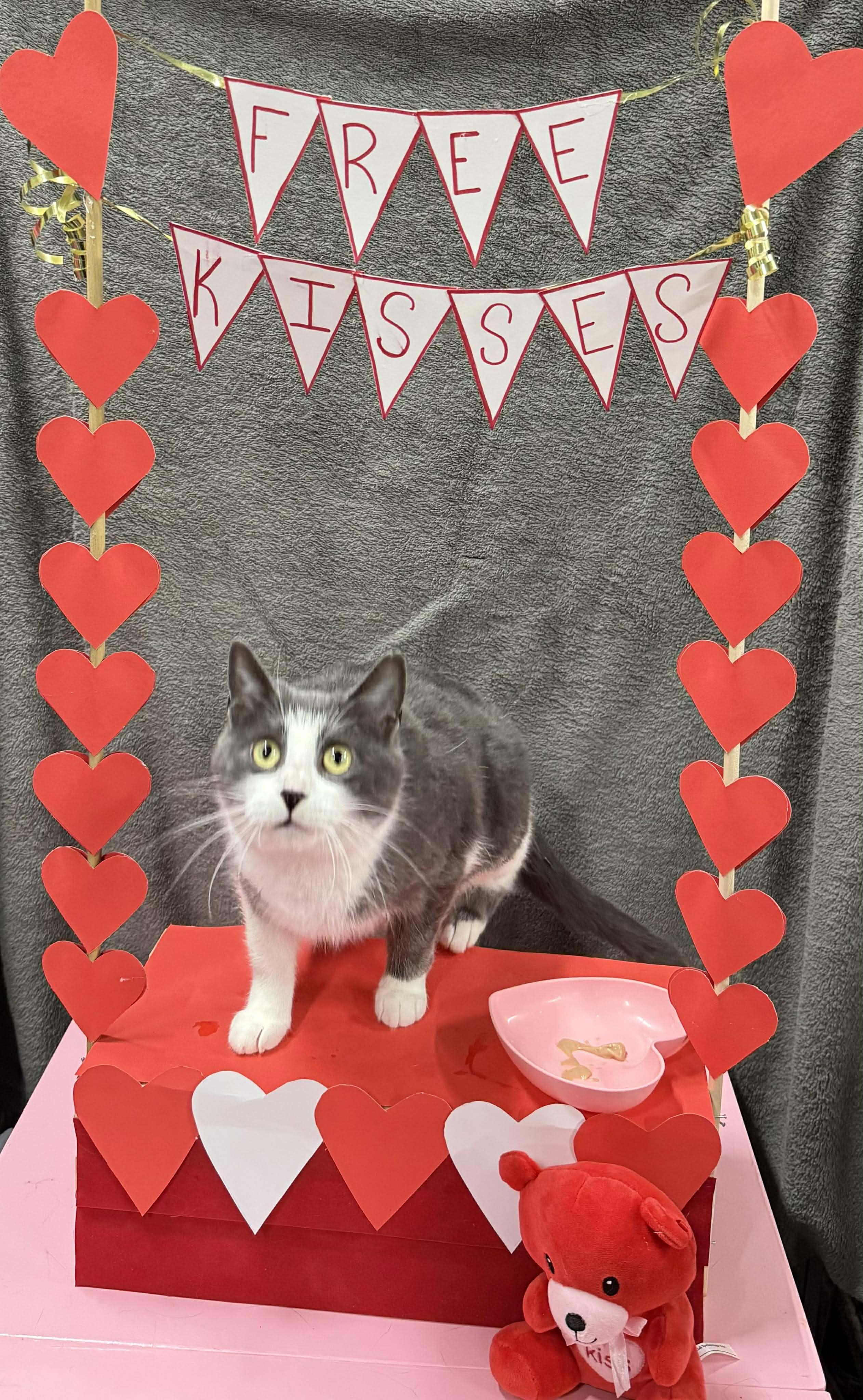 Enlarge ELISABETHA, a Adoptable Domestic Short Hair in Tillsonburg, ON image 5/6