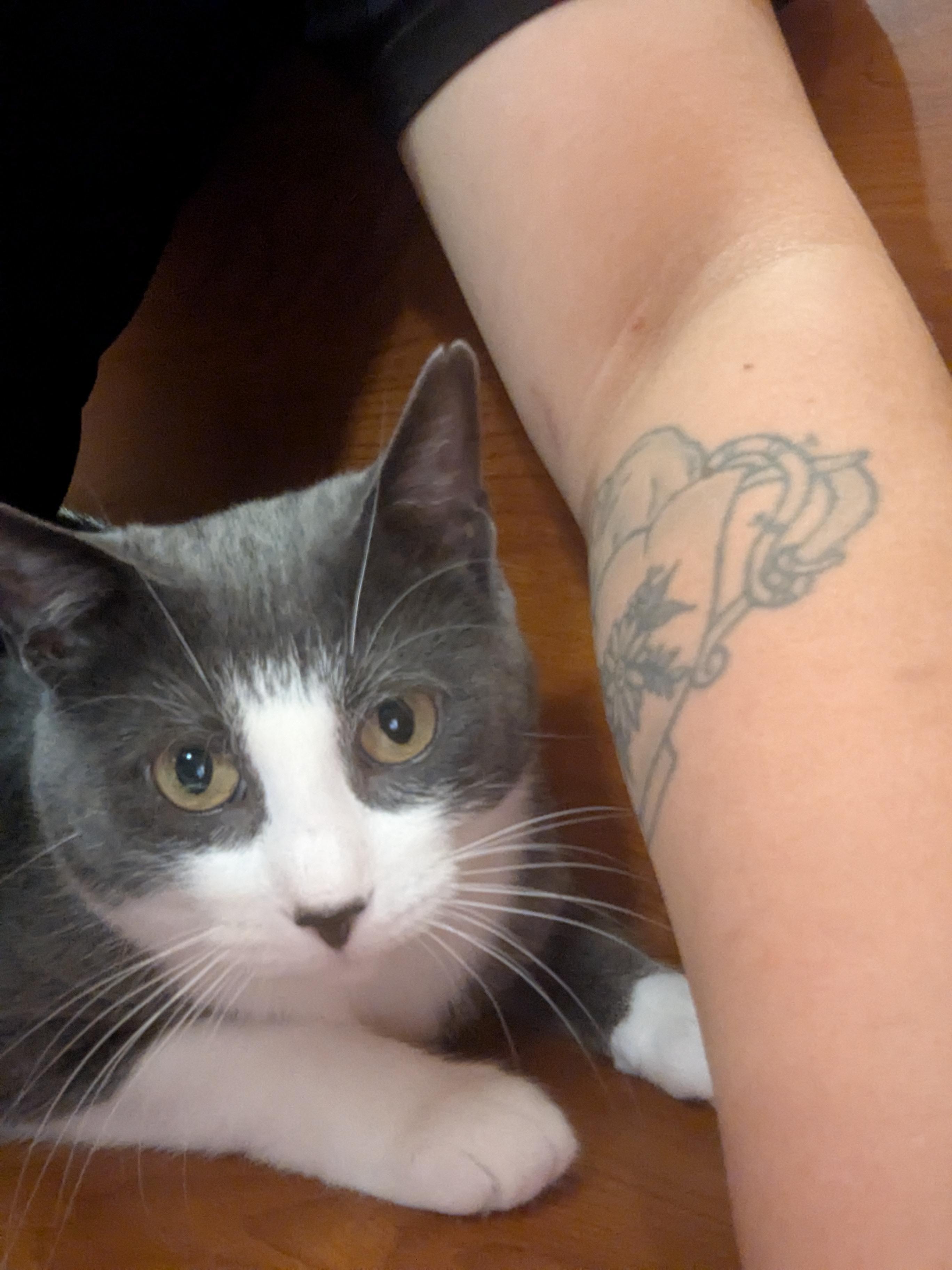 Enlarge ELISABETHA, an adopted Domestic Short Hair in Tillsonburg, ON image 6/6