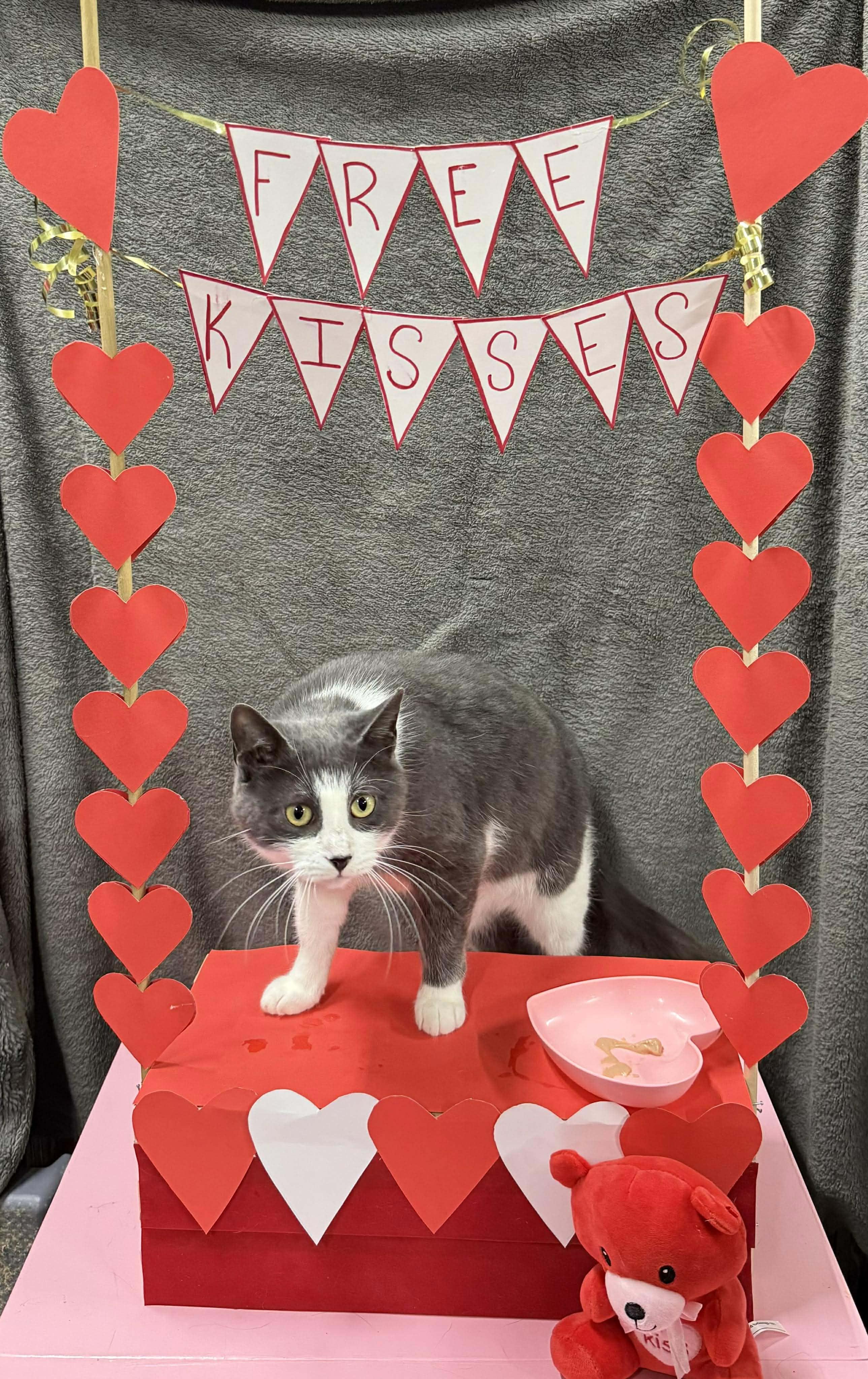 Enlarge ELISABETHA, a Adoptable Domestic Short Hair in Tillsonburg, ON image 4/6