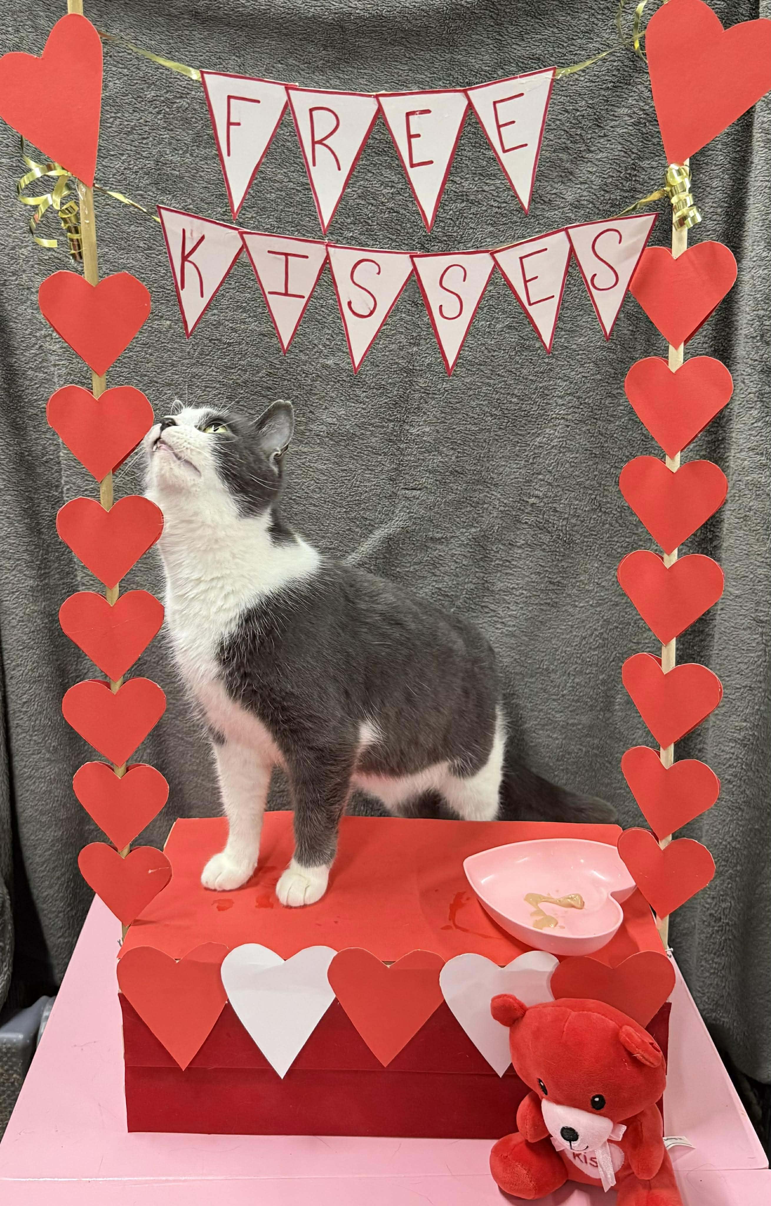 Enlarge ELISABETHA, a Adoptable Domestic Short Hair in Tillsonburg, ON image 3/6