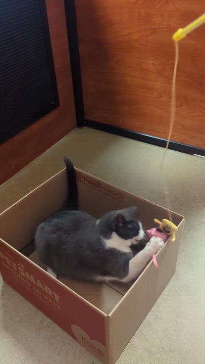 Enlarge ELISABETHA, an adopted Domestic Short Hair in Tillsonburg, ON video 3/6