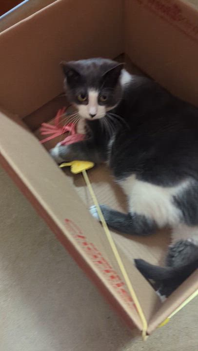 Enlarge ELISABETHA, an adopted Domestic Short Hair in Tillsonburg, ON video 5/6