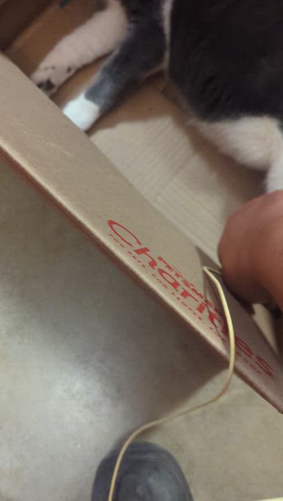 Enlarge ELISABETHA, an adopted Domestic Short Hair in Tillsonburg, ON video 4/6