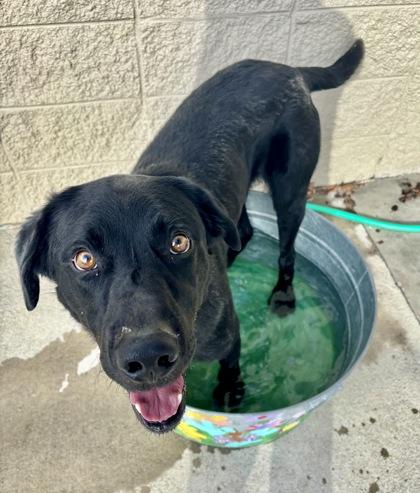 Galpin, ADOPTABLE, Adult Male Black Labrador Retriever.