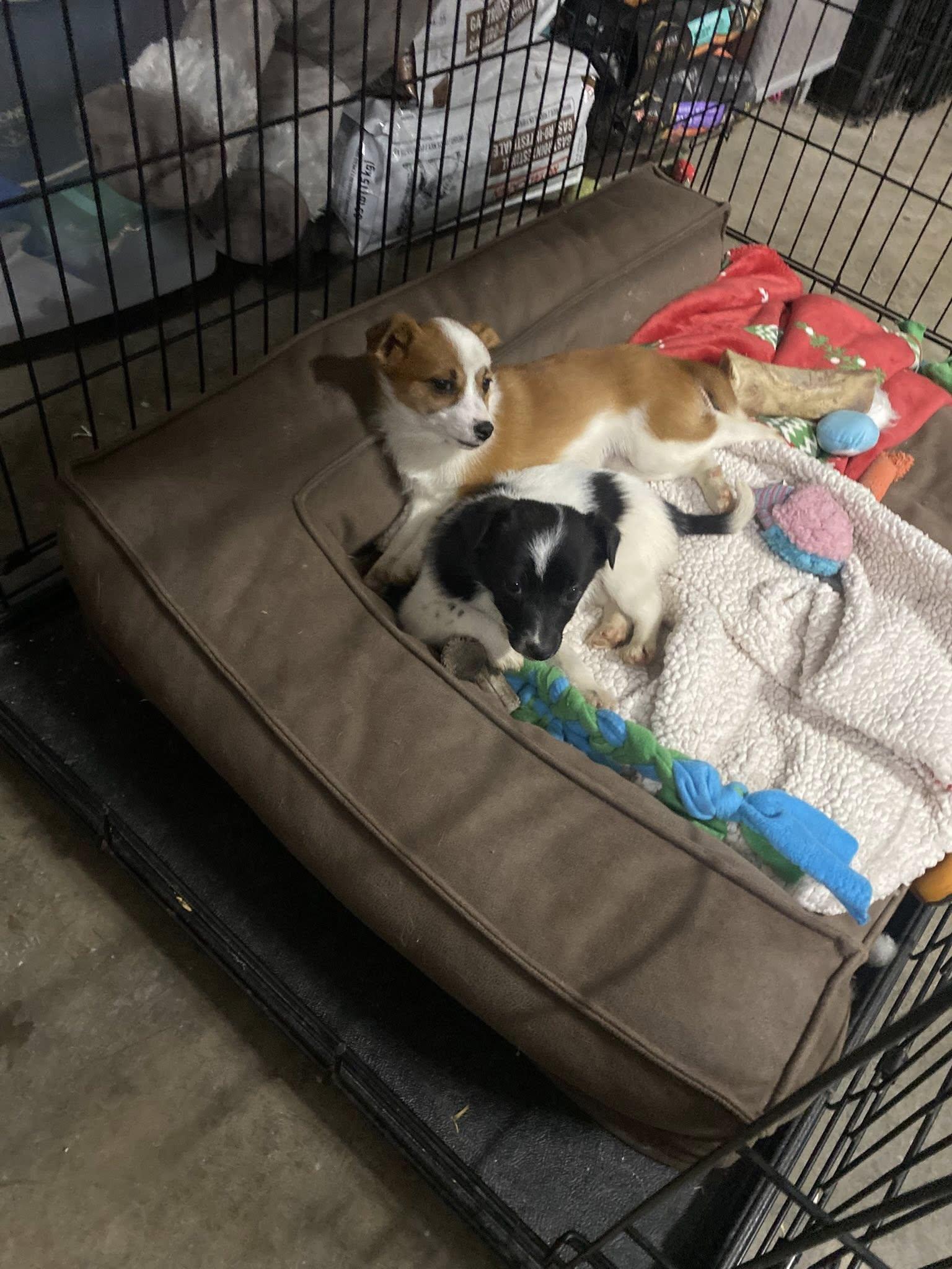 Enlarge Chicken&Waffles- Breakfast Litter, an adopted mixed breed in Columbus, OH image 2/4