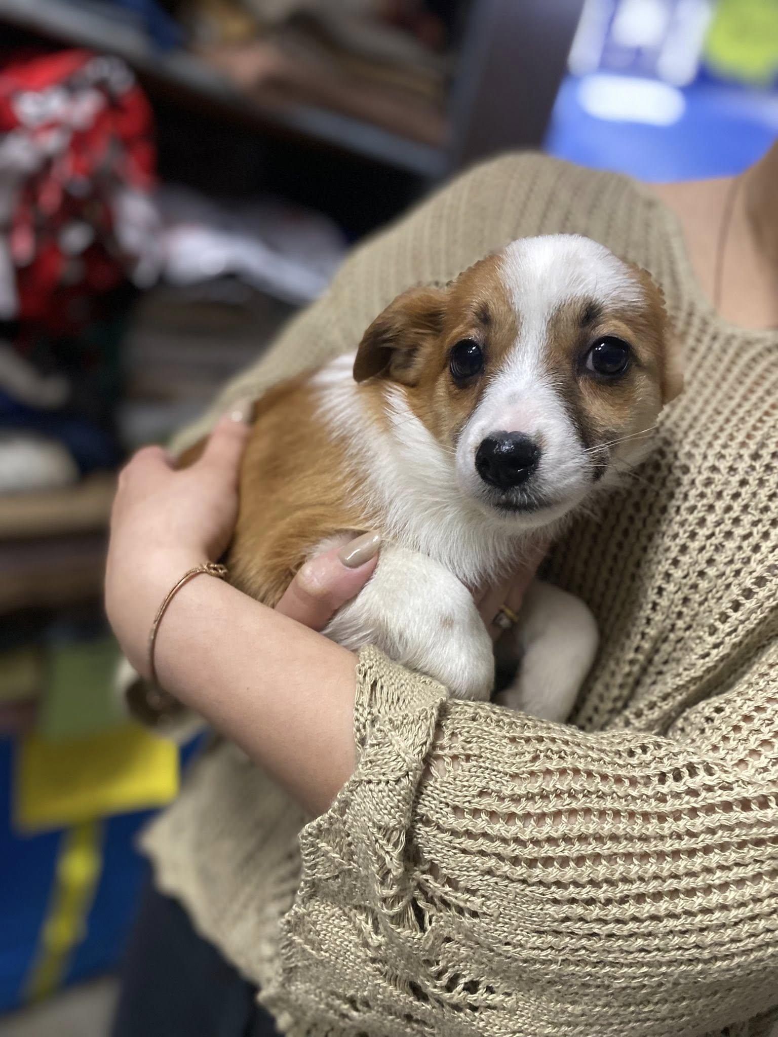 Enlarge Chicken&Waffles- Breakfast Litter, an adopted mixed breed in Columbus, OH image 1/4