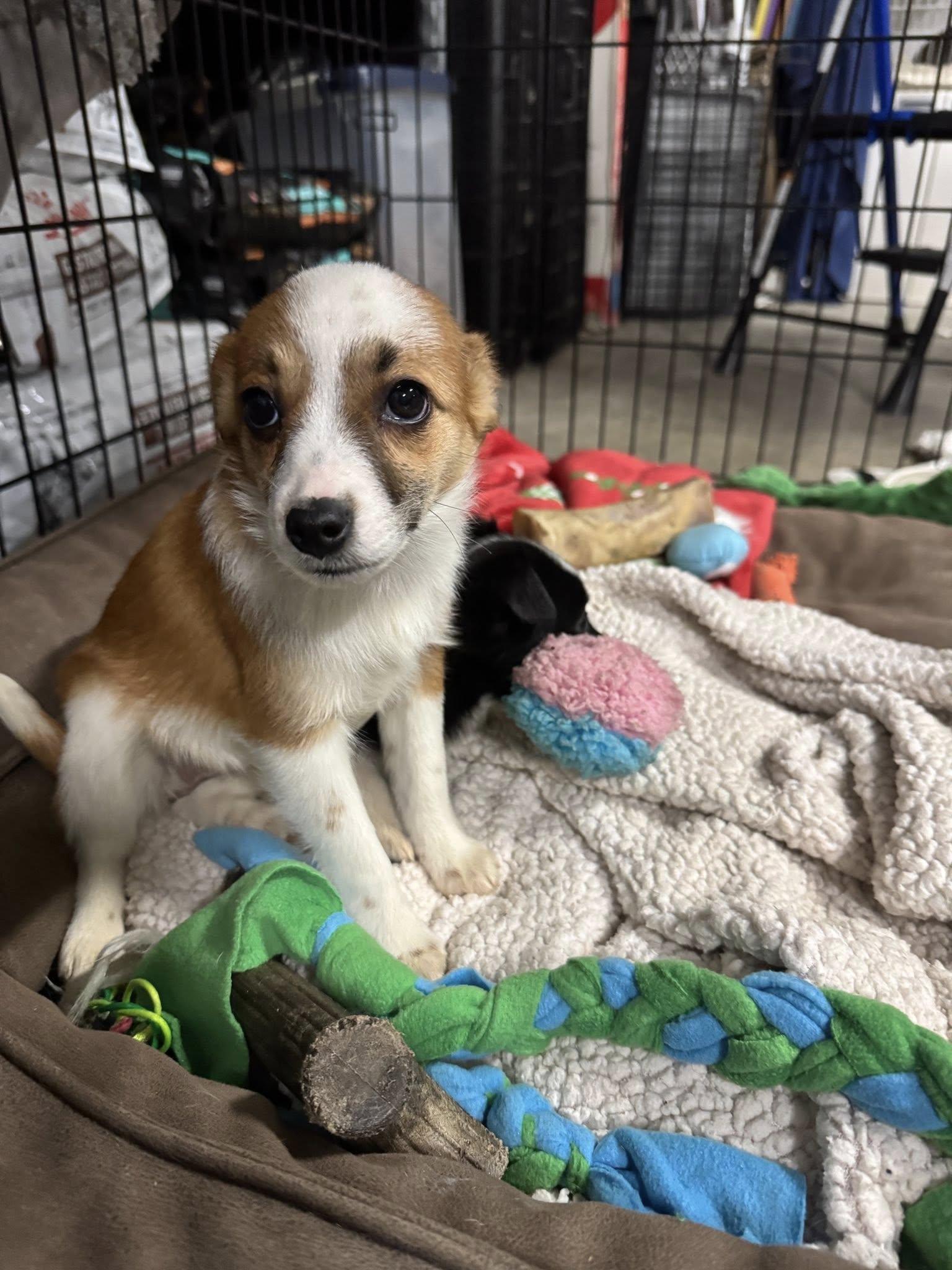 Enlarge Chicken&Waffles- Breakfast Litter, an adopted mixed breed in Columbus, OH image 3/4