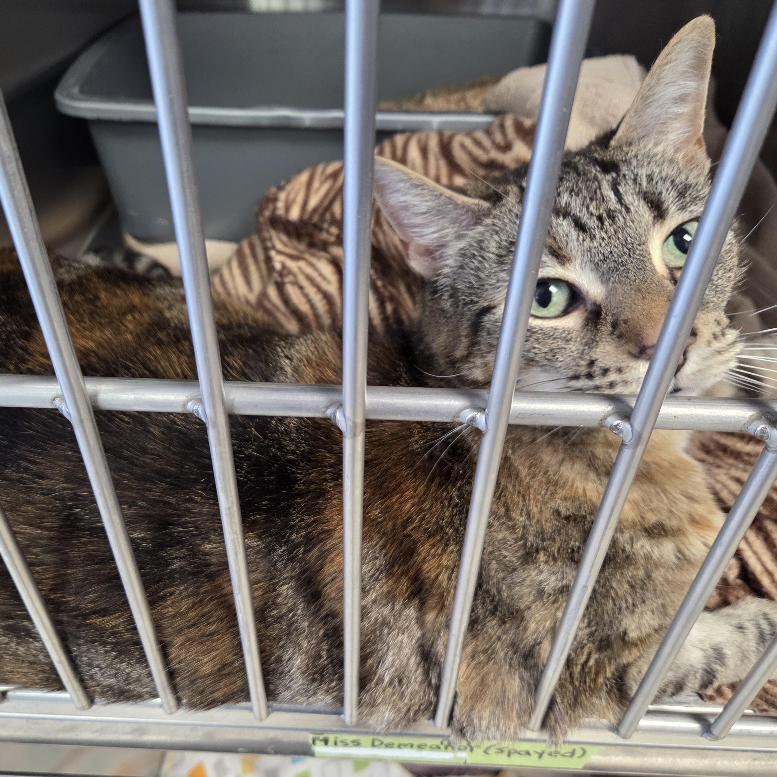 Polo, Adoptable, Senior Female Domestic Short Hair.