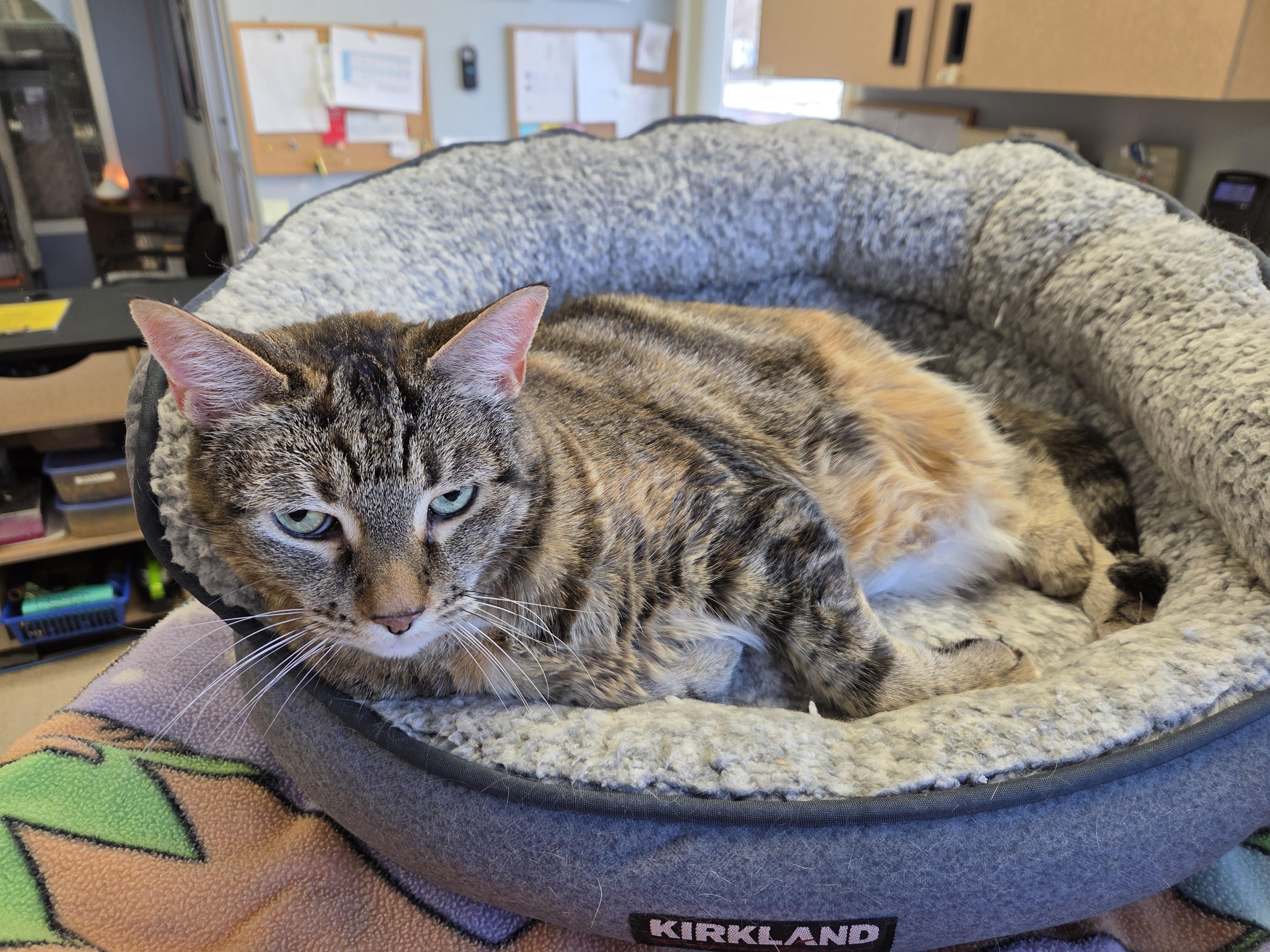 Polo, Adoptable, Senior Female Domestic Short Hair.