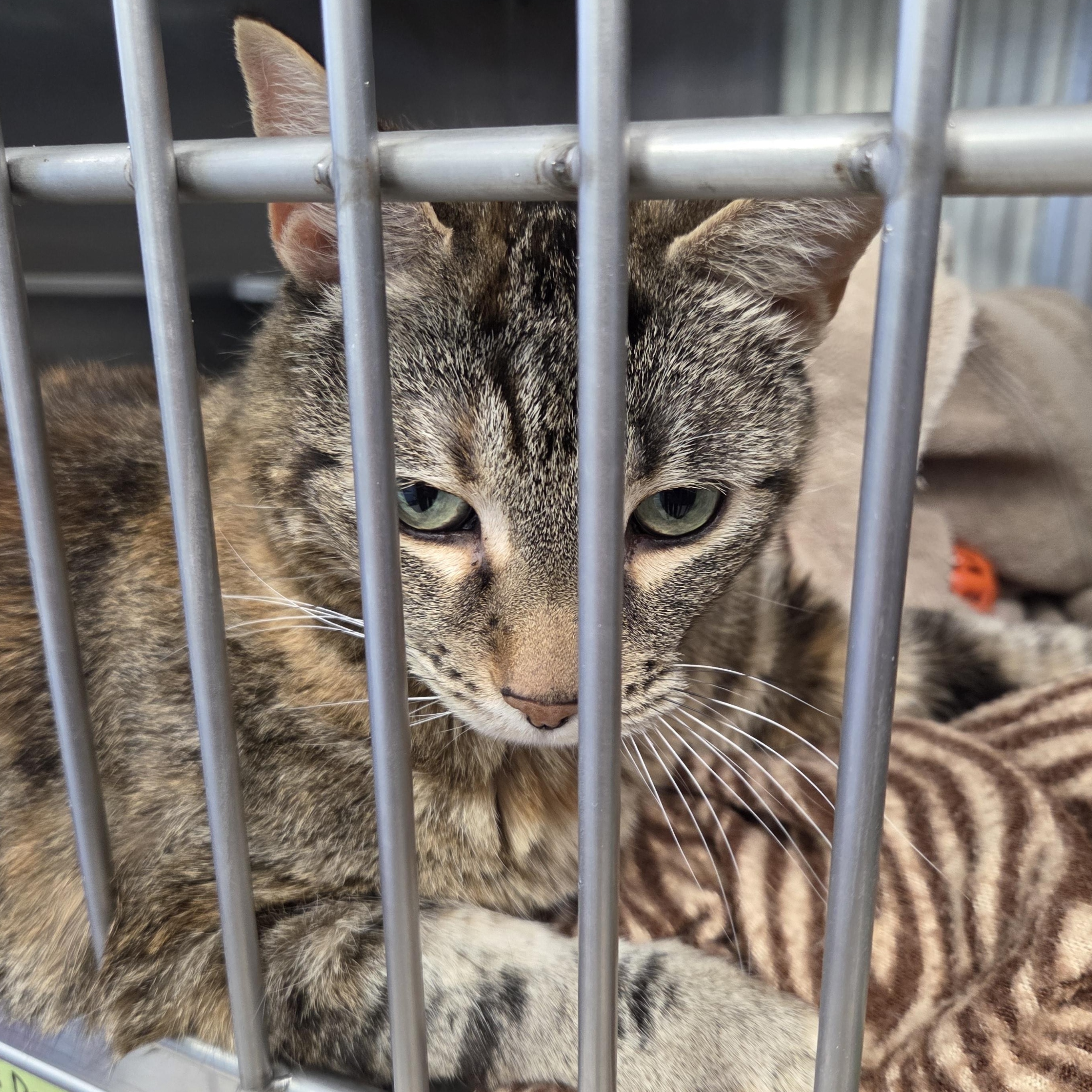 Polo, a Adoptable Domestic Short Hair in Brooks, AB image 2/2