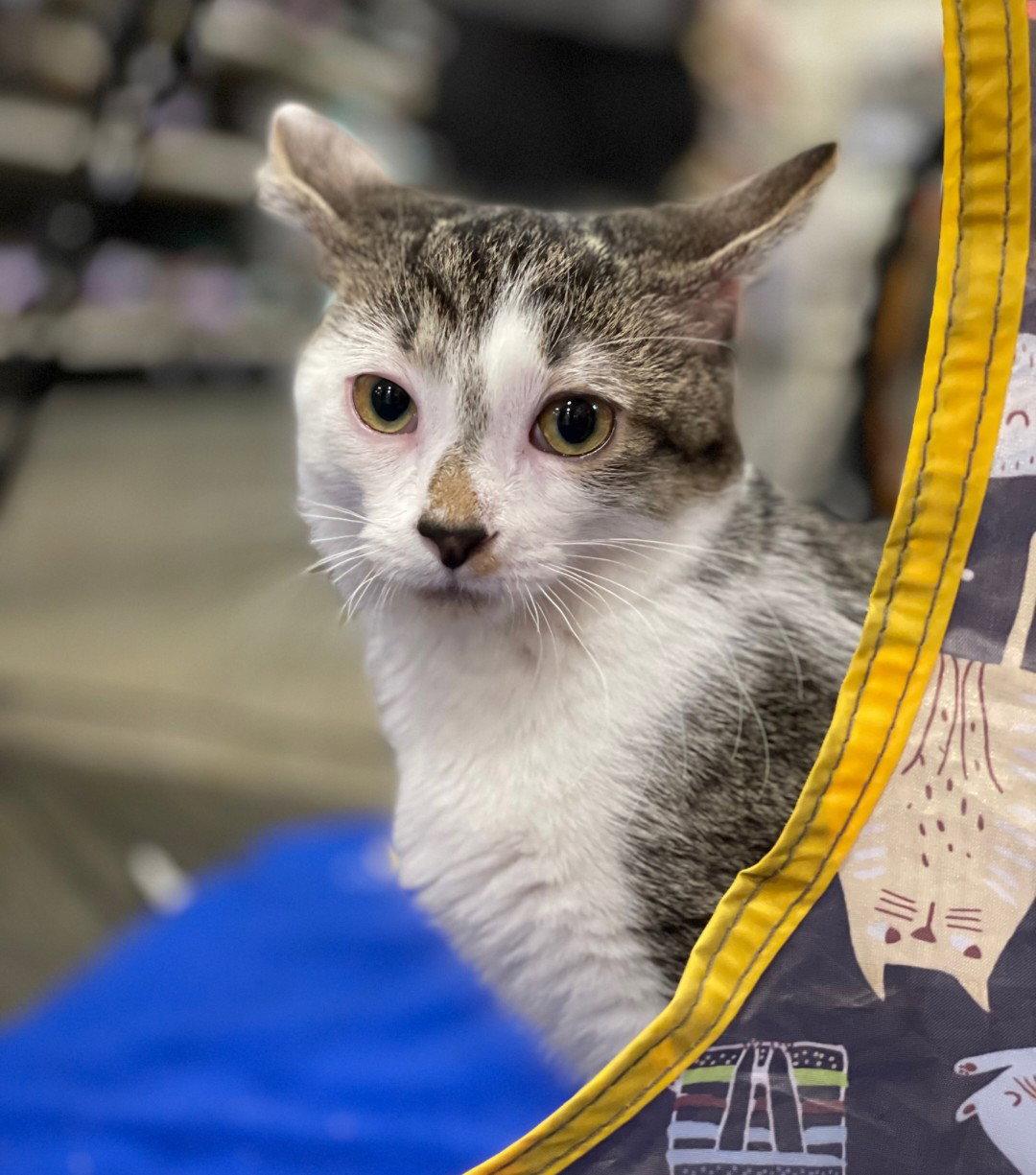 Valda, Adoptable, Kitten Female Domestic Short Hair & Tabby.