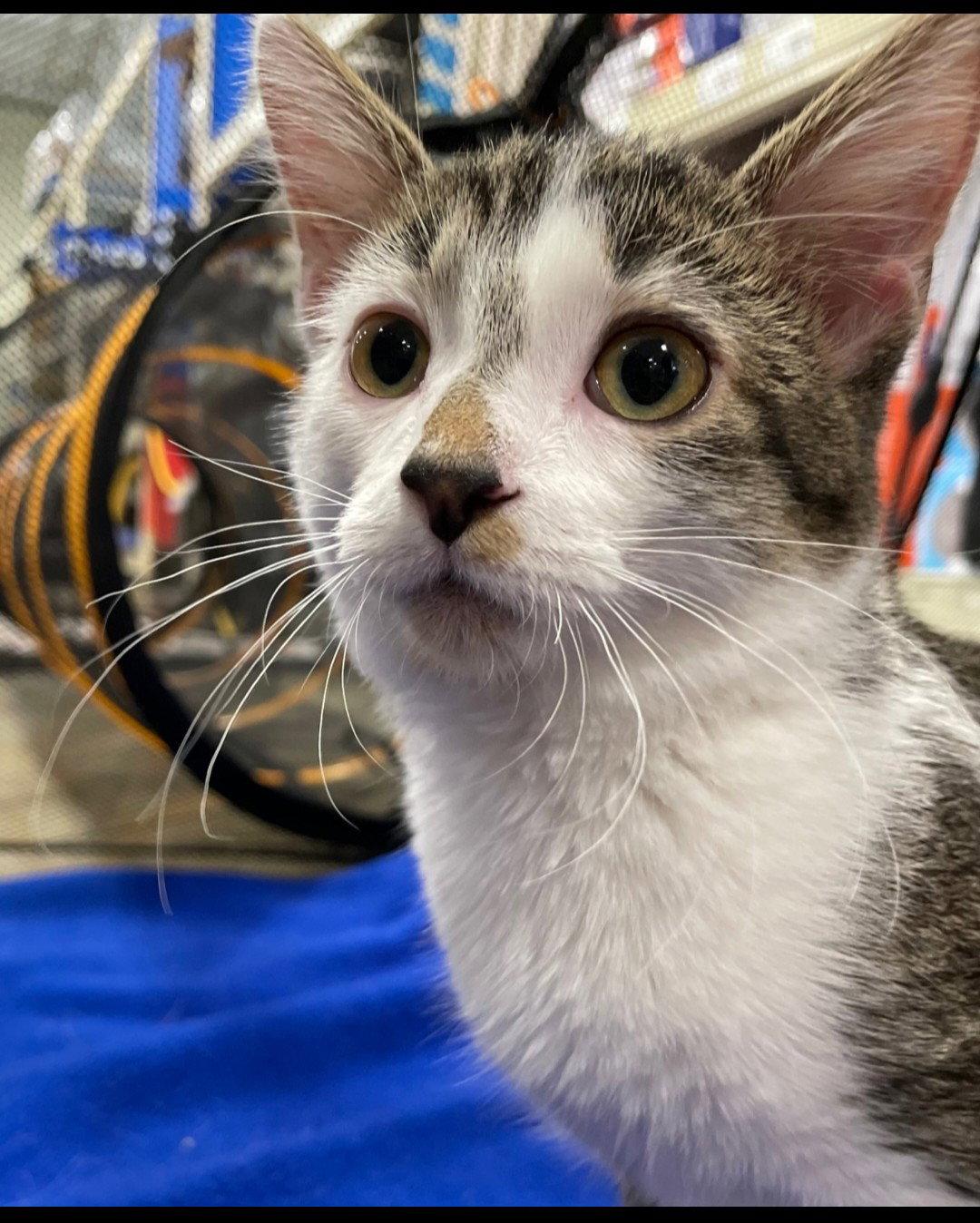 Enlarge Valda, a Adoptable mixed breed in Island Lake, IL image 2/3