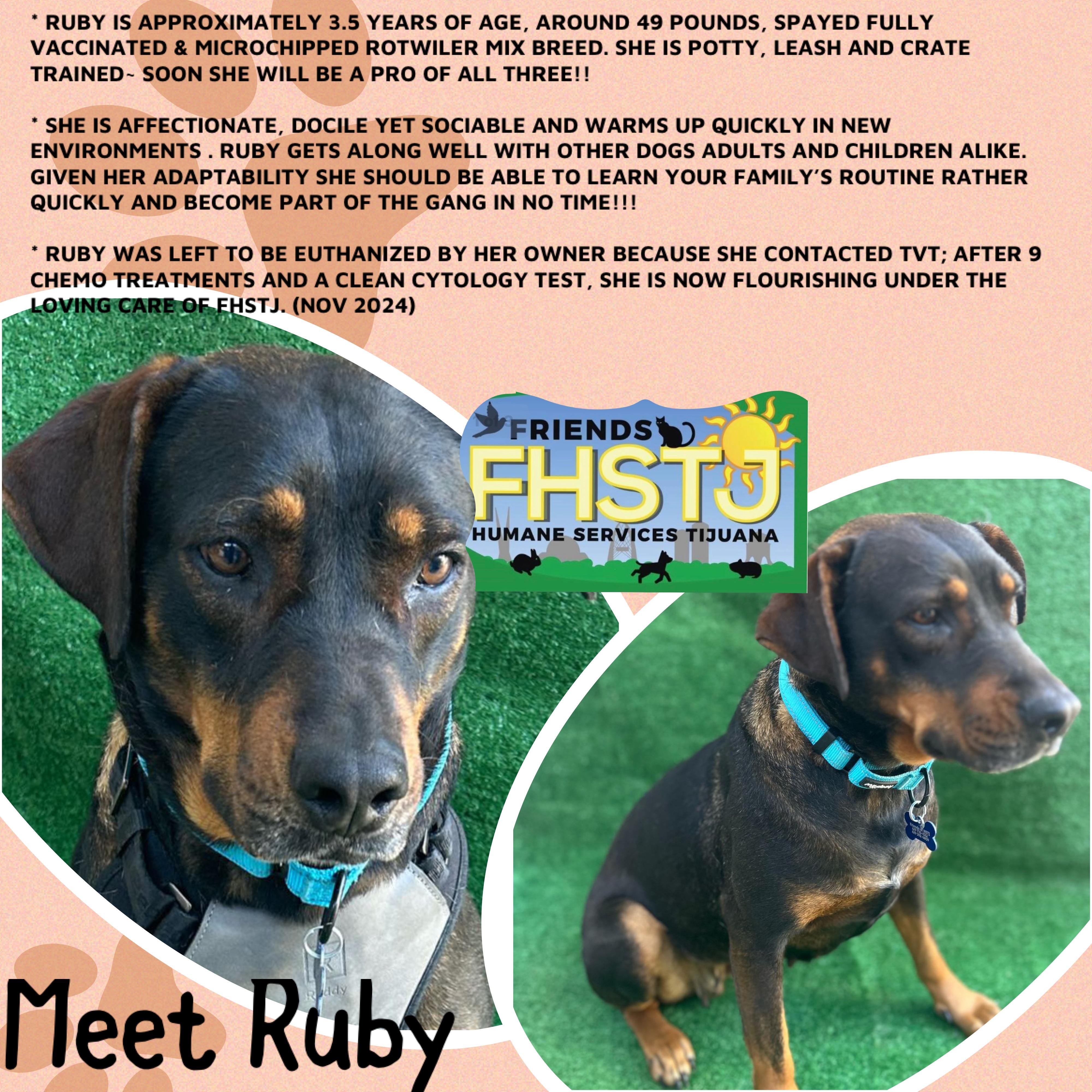 Enlarge Ruby, a Adoptable mixed breed in San Ysidro, CA image 1/6
