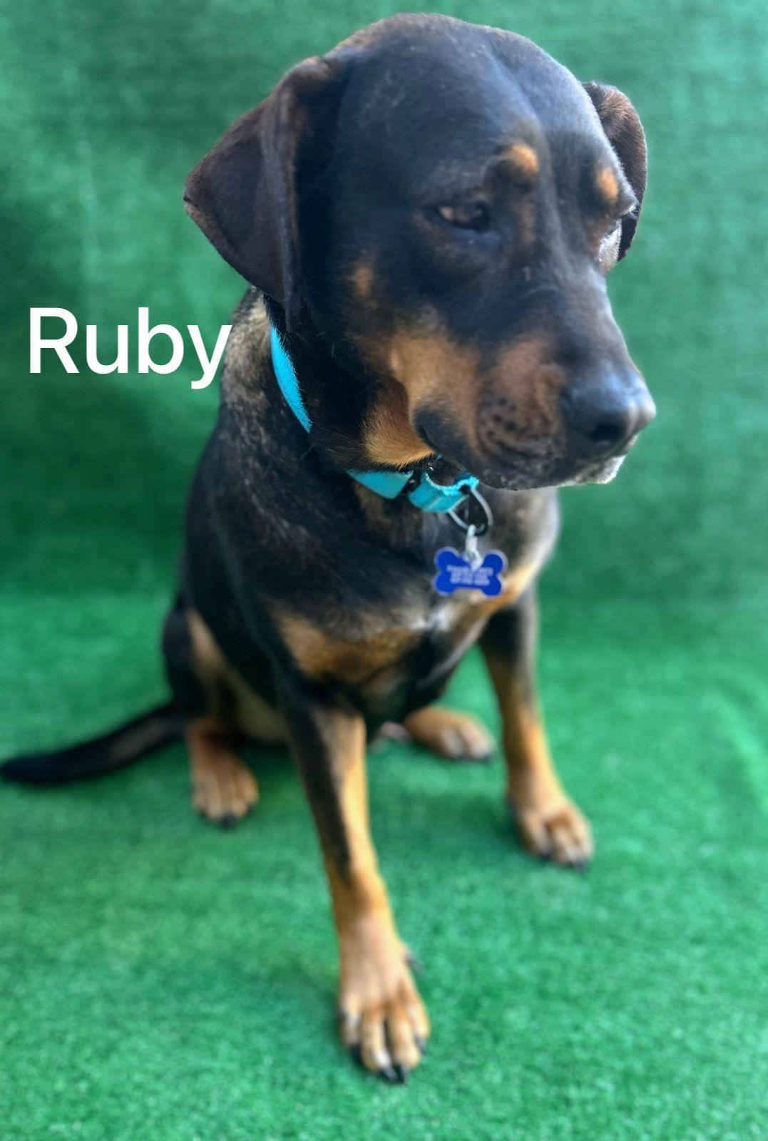 Enlarge Ruby, a Adoptable mixed breed in San Ysidro, CA image 2/6