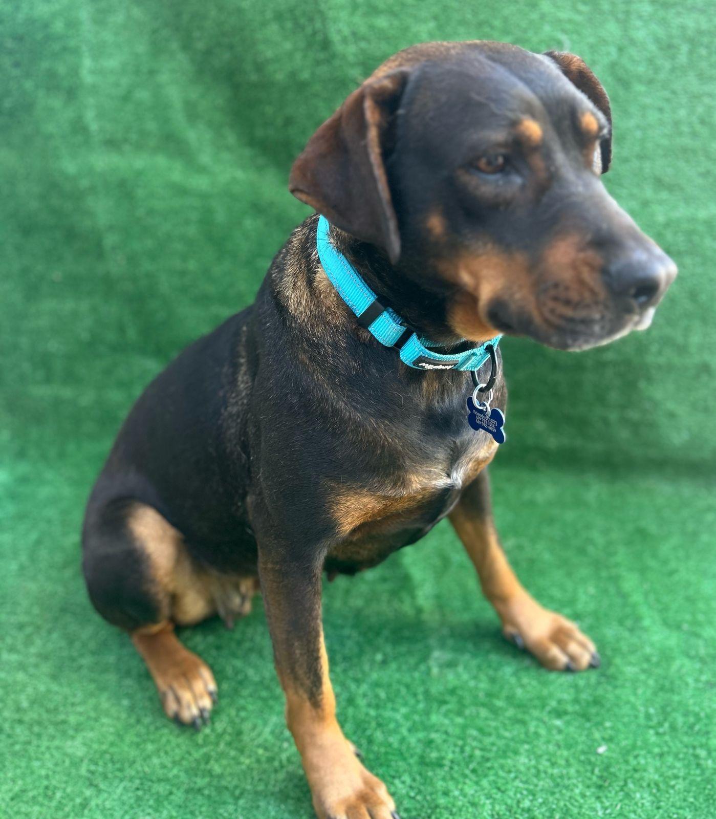 Enlarge Ruby, a Adoptable mixed breed in San Ysidro, CA image 3/6