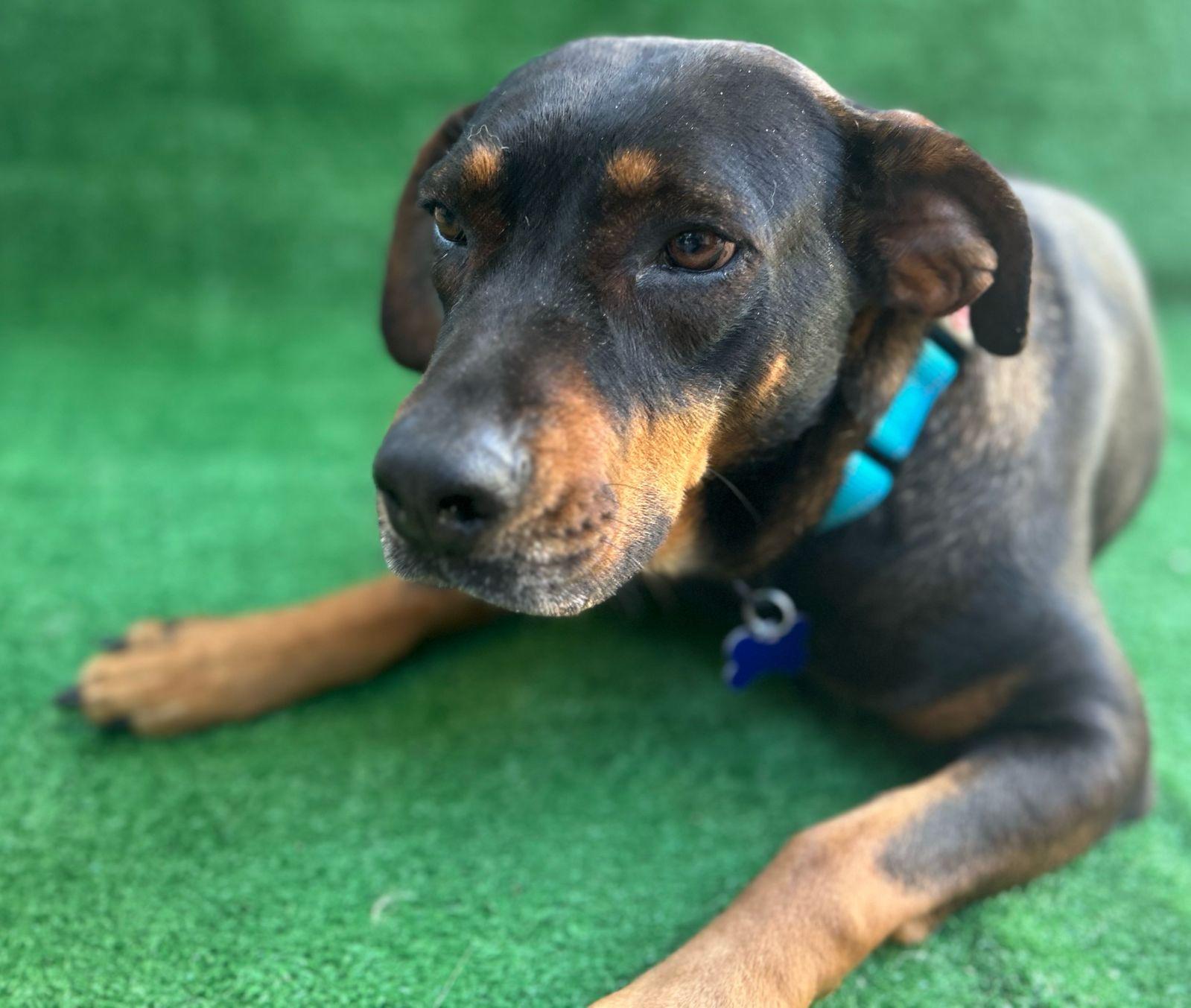 Enlarge Ruby, a Adoptable mixed breed in San Ysidro, CA image 4/6